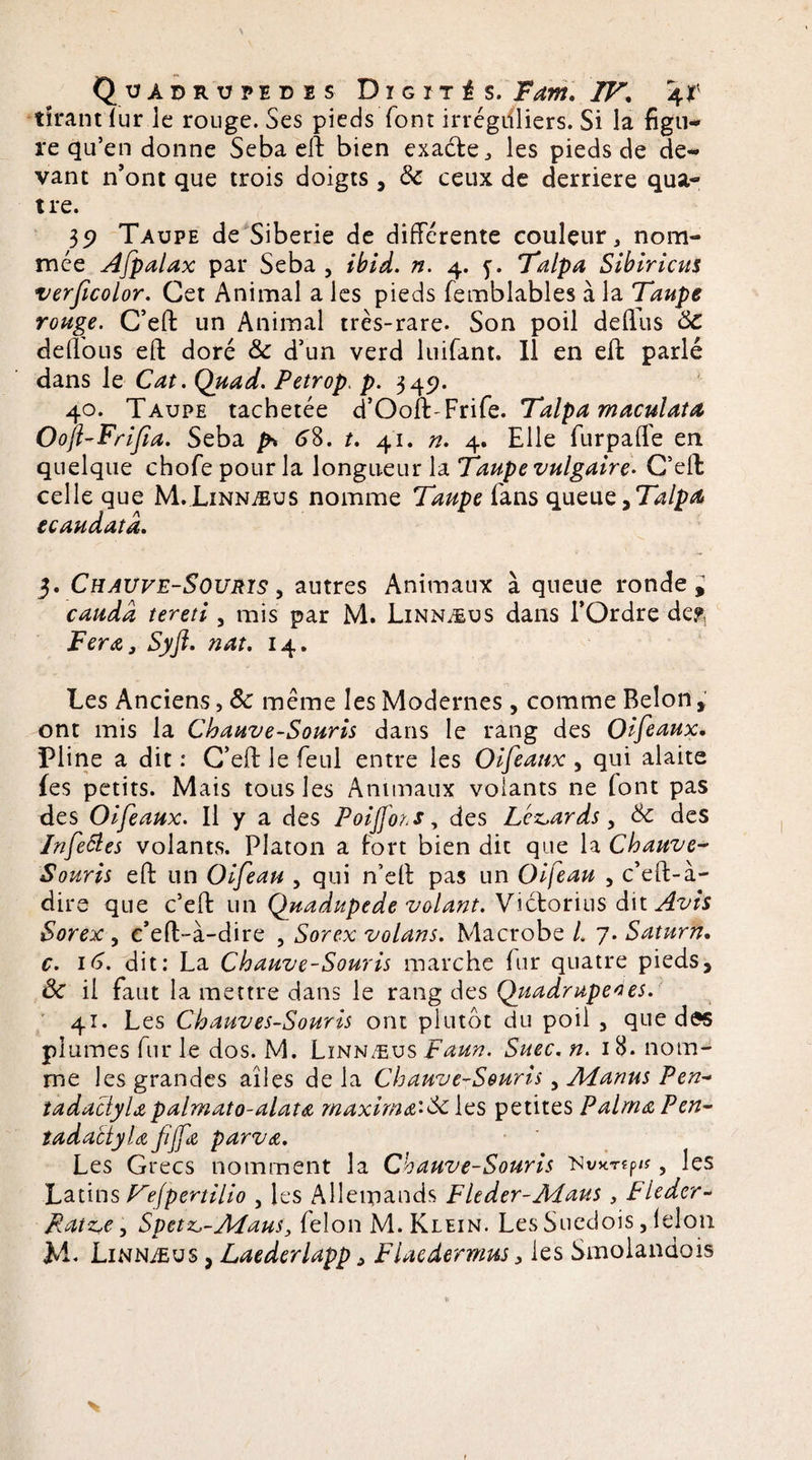 Quadrupèdes Digïté s. Tarn. TF. 4? tirant lur le rouge. Ses pieds font irrégdliers. Si la figu¬ re qu’en donne Seba eft bien exaéte, les pieds de de¬ vant n’ont que trois doigts, de ceux de derrière qua¬ tre. 35? Taupe de Sibérie de différente couleur, nom¬ mée Afpalax par Seba , ibid. n. 4. y. Talpa Sibiricus verficolor. Cet Animal a les pieds femblables à la Taupe rouge. C’eft un Animal très-rare. Son poil deftus de deffous eft doré de d’un verd luifant. Il en eft parlé dans le Cat. Quad. Petrop, p. 349. 40. Taupe tachetée d’OoftFrife. Talpa maculai a Oojl-Frifia. Seba p> 6%. t. 41. n. 4. Elle furpafle en quelque chofe pour la longueur la Taupe vulgaire- C’eft celle que M. Linnæus nomme Taupe fans queue^TalpA ecaudatâ. 3. Chauve-Souris , autres Animaux à queue ronde, caudd tereti , mis par M. Linnæus dans l’Ordre de?. Fera} Syft. nat. 14. Les Anciens, Ôc même les Modernes , comme Belon, ont mis la Chauve-Souris dans le rang des Oifaux. Pline a dit: C’eft le feul entre les Oifeanx , qui alaite les petits. Mais tous les Animaux volants ne (ont pas des Oiféaux. Il y a des Poijfois, des Lenards, de des Infeëtes volants. Platon a fort bien die que la Chauve- Souris eft un Oifeau , qui n’eft pas un Oifeau , c’eft-à- dire que c’eft un Quadupede volant. Victorius dit Avis Sorex , c’eft-à-dire , Sorex volans. Macrobe L 7. Saturn. c. 16. dit: La Chauve-Souris marche fur quatre pieds, ôc il faut la mettre dans le rang des Quadrupèdes. 41. Les Chauves-Souris ont plutôt du poil 5 que das plumes fur le dos. M. Linnæus Faun. Suec. n. 1 8. nom¬ me les grandes ailes de la Chauve-Souris, Àdanus Pen- tadactylx palmato-alata maxima'-de les petites P aima Pen- tadactyla fijfa parva. Les Grecs nomment la Chauve-Souris :Nv*Tîp/f, les Latins Fefpertilio , les Allemands Fleder-Adaus , Fleder- Ratz^e, Spetz^-Maus, félon M. Klein. Les Suédois, lelon
