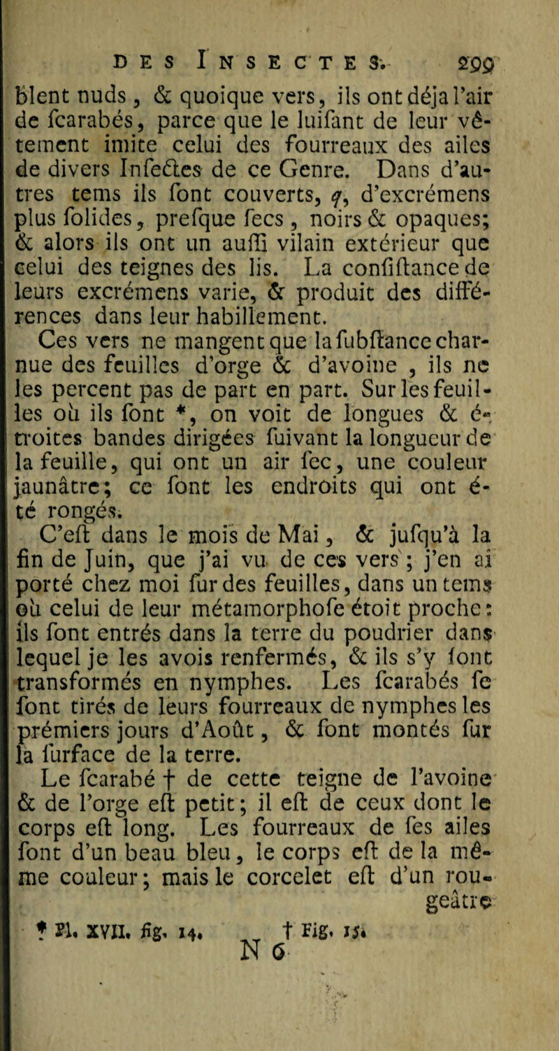 blent nuds, &amp; quoique vers , ils ont déjà l’air de fcarabés, parce que le luifant de leur vê¬ tement imite celui des fourreaux des ailes de divers Infeétes de ce Genre. Dans d’au¬ tres tems ils font couverts, 7, d’excrémens plus folides, prefque fecs, noirs &amp; opaques; &amp; alors ils ont un auffi vilain extérieur que celui des teignes des lis. La confiftance de leurs excrémens varie, &amp; produit des diffé¬ rences dans leur habillement. Ces vers ne mangent que la fubfîance char¬ nue des feuilles d’orge &amp; d’avoine , ils ne les percent pas de part en part. Sur les feuil¬ les o 11 ils font *, on voit de longues &amp; é* troites bandes dirigées fuivant la longueur de la feuille, qui ont un air fec, une couleur jaunâtre; ce font les endroits qui ont é- té rongés. C’elî dans le mois de Mai, &amp; jufqu’à la fin de Juin, que j’ai vu de ces vers ; j’en ai porté chez moi fur des feuilles, dans un tems ©11 celui de leur métamorphofe étoit proche: ils font entrés dans la terre du poudrier dans lequel je les avois renfermés, &amp; ils s’y font transformés en nymphes. Les fcarabés fe font tirés de leurs fourreaux de nymphes les prémiers jours d’Août, &amp; font montés fur la lurface de la terre. Le fearabé f de cette teigne de l’avoine &amp; de l’orge efl petit; il effc de ceux dont le corps efl long. Les fourreaux de fes ailes font d’un beau bleu, le corps efl de la mê¬ me couleur; mais le corcelet efl d’un rou¬ geâtre * n. XVII. fïg. 14. _ t Hg. 15.