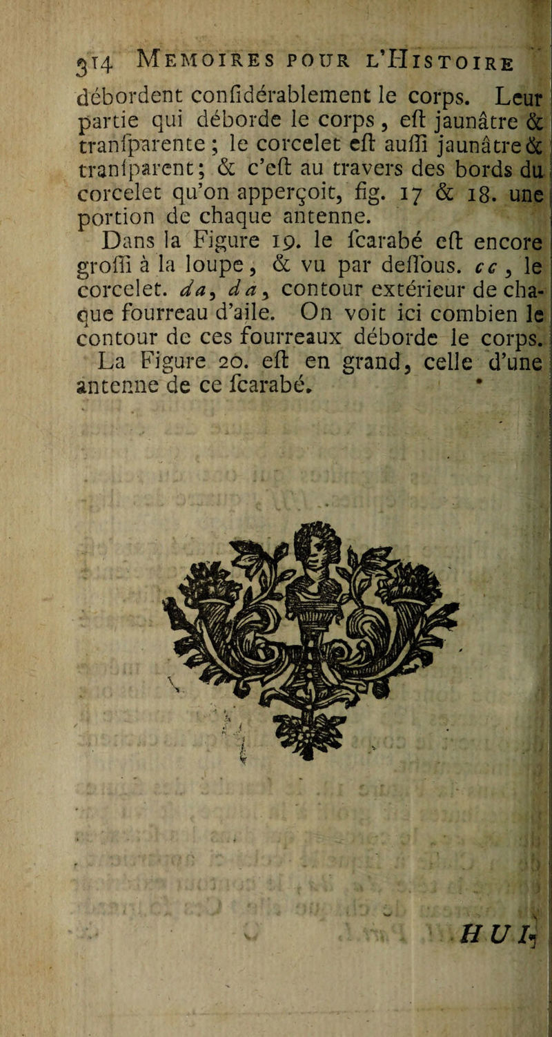 débordent confidérablement le corps. Leur partie qui déborde le corps , eft jaunâtre &amp; tranfparente ; le corcelet eft auftî jaunâtre de tranlparent; &amp; c’eft au travers des bords du corcelet qu’on apperçoit, fig. 17 &amp; 18. une portion de chaque antenne. Dans la Figure 19. le fearabé eft encore groffî à la loupe, &amp; vu par deftous. cc , le corcelet. da, da, contour extérieur de cha¬ que fourreau d’aile. On voit ici combien le contour de ces fourreaux déborde le corps. La Figure 20. eft en grand, celle d’une antenne de ce fearabé. BU