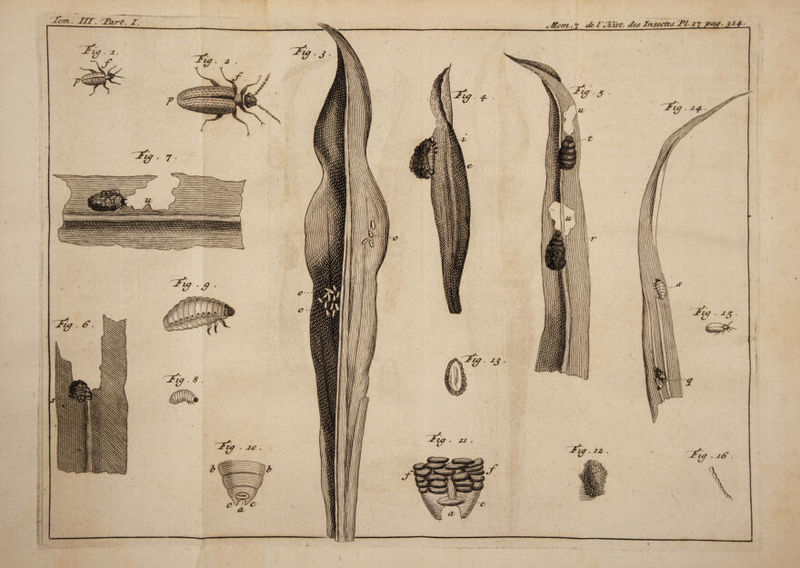 &lt;&amp; / ^ Ist. des Insectes 17 P&lt;W ■ 3 + 4--