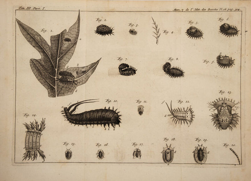 T . 7 ^ tr J£st. des Insectes '.PL*8 pa#&gt; 324., / / j- . i»_