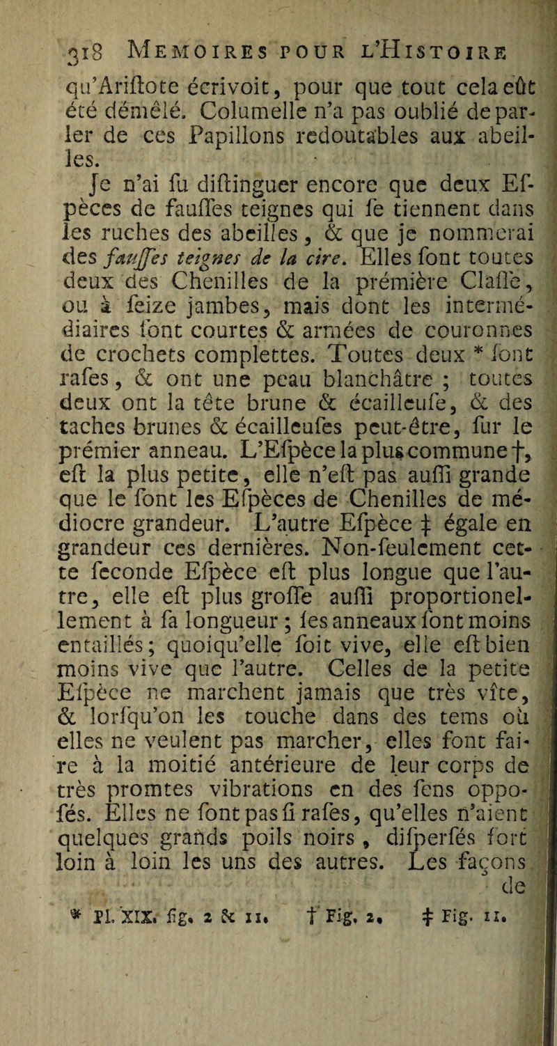 qu’Ariftote écrivoit, pour que tout cela eût été démêlé. Columelle n’a pas oublié de par¬ ler de ces Papillons redoutables aux abeil¬ les. Je n’ai fu diftinguer encore que deux Ef- pèces de fauffes teignes qui fe tiennent dans les ruches des abeilles, &amp; que je nommerai des fmjfes teignes de la cire. Elles font toutes deux des Chenilles de la prémière Gaffe, ou à feize jambes, mais dont les intermé¬ diaires font courtes &amp; armées de couronnes de crochets complettes. Toutes deux * font rafes, &lt;5t ont une peau blanchâtre ; toutes deux ont la tête brune &amp; écaillcufe, &amp; des taches brunes &amp; écailleufes peut-être, fur le prémier anneau. L’Efpèce la plus commune f, eft la plus petite, elle n’eft pas aufli grande que le font les Efpèces de Chenilles de mé¬ diocre grandeur. L’autre Efpèce J égale en grandeur ces dernières. Non-feulement cet¬ te fécondé Efpèce eft plus longue que l’au¬ tre, elle eft plus grofle auffi proportionel- lement à fa longueur ; les anneaux font moins entaillés; quoiqu’elle foi t vive, elle eft bien moins vive que l’autre. Celles de la petite Efpèce ne marchent jamais que très vite, &amp; lorfqu’on les touche dans des tems oü elles ne veulent pas marcher, elles font fai¬ re à la moitié antérieure de leur corps de très promtes vibrations en des fens oppo- fés. Elles ne font pas ü rafes, qu’elles n’aient quelques grands poils noirs , difperfés fort loin à loin les uns des autres. Les façons de * II. XIX. fïg, 2 &amp; II. f Fig. 2, £ Fig. U.