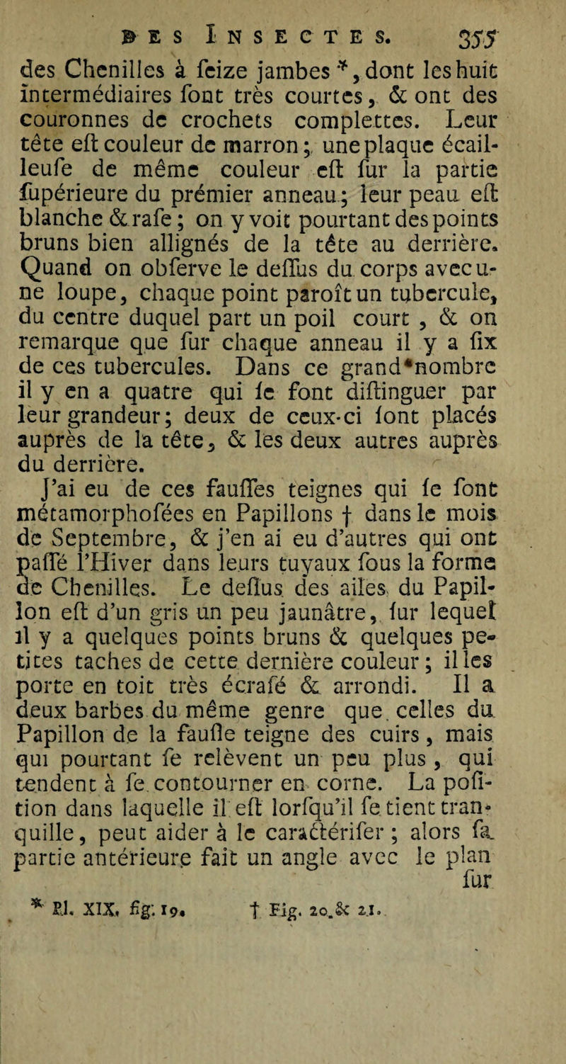 des Chenilles à feize jambes *, dont les huit intermédiaires font très courtes, &amp; ont des couronnes de crochets complettes. Leur tête eft couleur de marron ; une plaque écail- leufe de même couleur eft fur la partie fupérieure du prémier anneau ; leur peau eft blanche &amp;rafe ; on y voit pourtant des points bruns bien allignés de la tête au derrière. Quand on obferve le deftus du corps avecu- ne loupe, chaque point paroîtun tubercule, du centre duquel part un poil court , &amp; on remarque que fur chaque anneau il y a fix de ces tubercules. Dans ce grand*nombrc il y en a quatre qui le font diftinguer par leur grandeur ; deux de ceux-ci lont placés auprès de la tête, &amp; les deux autres auprès du derrière. J’ai eu de ces fauiïes teignes qui le font métamorphofées en Papillons f dans le mois de Septembre, &amp; j’en ai eu d’autres qui ont pafte l’Hiver dans leurs tuyaux fous la forme de Chenilles. Le deftus. des ailes du Papil¬ lon eft d’un gris un peu jaunâtre, lur lequel il y a quelques points bruns &amp; quelques pe¬ tites taches de. cette dernière couleur; il les porte en toit très écrafé &amp; arrondi. Il a deux barbes du même genre que. celles du Papillon de la faufte teigne des cuirs, mais qui pourtant fe relèvent un peu plus, qui tendent à fe contourner en corne. La pofi- tion dans laquelle il eft lorfqu’il fe. tient tran¬ quille, peut aidera le canètérifer ; alors fa. partie antérieure fait un angle avec le plan fur * PJ. xix, % 19. t Fig. 20.&amp; 2,1.
