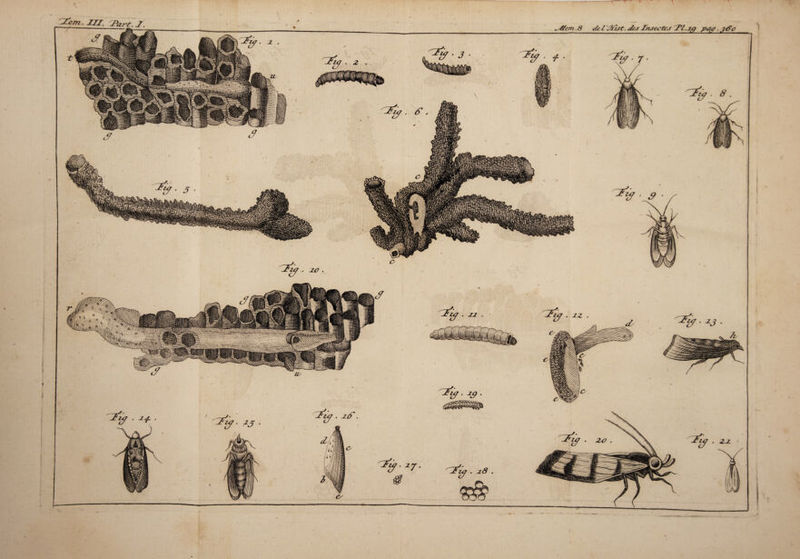 J?Z<7. 2 . y 20 . ^127.2^ ’ 22 Tlf. 2p 2'^. 27 ^yf/cm .8 del 'Ælst. dej Znseyt&s \Pl.2g pgç, J&O . + Zfi'i a . 8 . • s