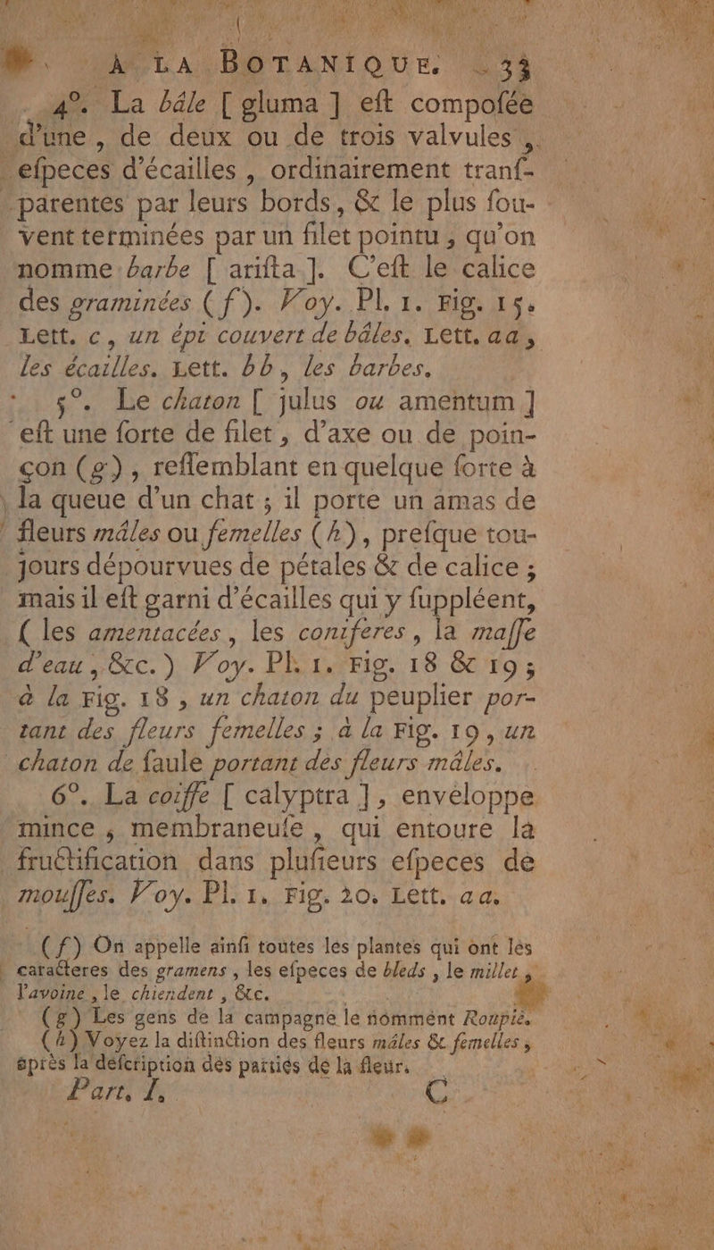 4°. La bâle [ gluma ] ef compofée vent terminées par un filet pointu , qu’on nomme £arbe [ arifta ]. C'eft le calice des graminées (f). Woy. PL 1. Fig. 15. Lett. c, un épi couvert de bâles, Lett, aa, les écailles. rett. BB, les barbes. $°. Le chaton [ julus ox amentum ] çon (g) , reflemblant en quelque forte à la queue d’un chat ; il porte un amas de fleurs r1éles ou femelles (h), prefque tou- jours dépourvues de pétales &amp; de calice ; mais il eft garni d’écailles qui y fuppléent, ( les amentacées, les coniferes , la malle d’eau , &amp;c.) Voy. PL1, Fig. 18 &amp; 19; @ la Fig. 18 , un chaton du peuplier por- tant des fleurs femelles ; à la Fig. 19, ur (e] : : 6°. La coiffe [ calyptra J, enveloppe mince ; membraneufe, qui entoure là moufles. Voy. PL 1. Fig. 20, Lett. aa. : (f) On appelle ainfi toutes lés plantes qui ont lés Vavoine , le chiendent , &amp;c. | (g) Les gens de la campagne le nômmént Roupie. (4) Voyez la diftinfion des fleurs mâles &amp; femelles , éprès la défcriprion dès paitiés dé la fleur,