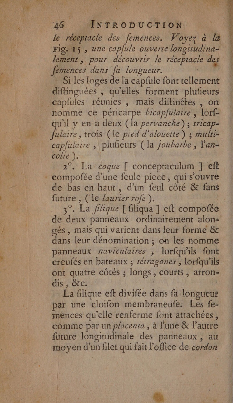 Res Fig. 15 , une capule ouverte longitudina- lement, pour découvrir le M ne des femences dans fa longueur. Si les logés de la capfule font tellement difinguées , qu'elles forment plufeurs nomme ce péricarpe Picap/ulaire , lorf- qu'il y en a deux (la pervanche) ; tricap- fulaire, trois (le pied d’alouette) ; muler- capfulaire , plufieurs ( la joubarbe , Van- 2° La coque [ conceptaculum ] eft de bas en haut, d’un feul côté &amp; fans te ( le der rofe ). gés, mais qui varient dans leur forme &amp; dns leur dénomination ; on les nomme panneaux naviculaires , lorfqu’ ils font créufés en bateaux ; rérrapones , lorfqu'ils ont quatre côtés ; longs, courts , arron- dis , &amp;c. La filique eft divifée dans fa lonpuetit par une cloifon membraneufe. Les fe- mences qu’elle renferme font attachées, comme par un placenta , à l'une &amp; l’autre future longitudinale des panneaux , au moyen d’un filet qui fait l'office de cos %