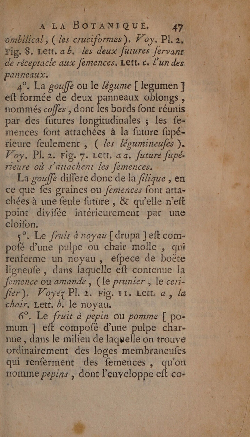 Lai OP Y nn \)' LE AN] FTETT *  ombilical , ( les cruciformes). Foy, PI, À de réceptacle aux femences. Lett. c. l’un des panneaux. | | 4°. La pouffe ou le {éoume [ legumen] eft formée de deux panneaux oblongs , mences font attachées à la future fupé- rieure feulement , ( les léoumineules ). Voy. PL 2. Fig. 7. Lett. aa. future fupé: rieure où s’attachent les femences. La pouffe differe donc de la lique , en ce que fes graines ou /emences font atta- chées à une feule future , &amp; qu’elle n’eft point divifée intérieurement par une cloifon. s°. Le fruir à noyau [ drupa ] eft com- pofé d’une pulpe ou chair molle , qui renferme un noyau , efpece de boëte lipneufe , dans laquelle eft contenue la femence ou amande, (le prunier , le ceri- yier): Voyez PL 2. Fig. 11. Lett, a, la chair. Lett. 0. le noyau. 6°. Le fruit à pepin où pomme [ po- _mum ] eft compofé d’une pulpe char- nue, dans le milieu de laquelle on trouve ordinairement des loges membraneufes qui renferment des femences , qu'on nomme pepins , dont l'enveloppe eft co-