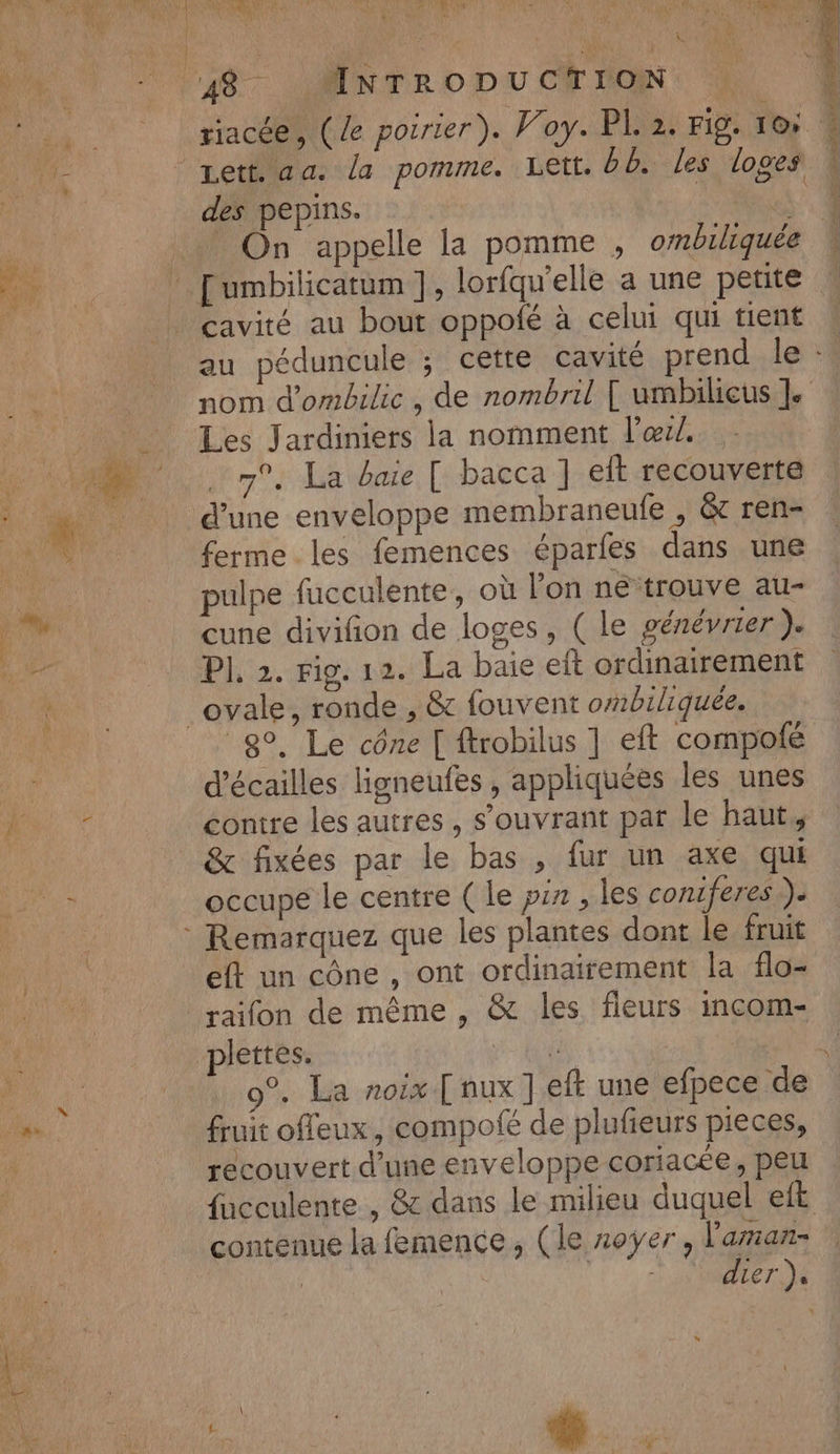 RE US riacée, (le poirier). Voy. PL 2. Fi9. 10 cavité au bout oppolé à celui qui tient nom d’ombilic, de nombril [ umbilieus JL. Les Jardiniers la nomment l’œrl. 7°, La bare [ bacca ] eit recouverte ferme les femences éparfes dans une pulpe fucculente, où l’on né trouve au- cune divifion de loges, ( le génévrier ). t 8°, Le cône [ ftrobilus ] eft compofé d'écailles ligneufes , appliquées les unes contre les autres, s’ouvrant par le haut, &amp; fixées par le bas , fur un axe qui occupe le centre ( le pin , les contferes ). Remarquez que les plantes dont le fruit eft un cône , ont ordinairement la flo- plettes. fruit offeux, compofé de plufeurs pieces, recouvert d’une enveloppe coriacée, peu fucculente , &amp; dans le milieu duquel et contenue la femence, (le zoyer, l'aan- | GET dier ).