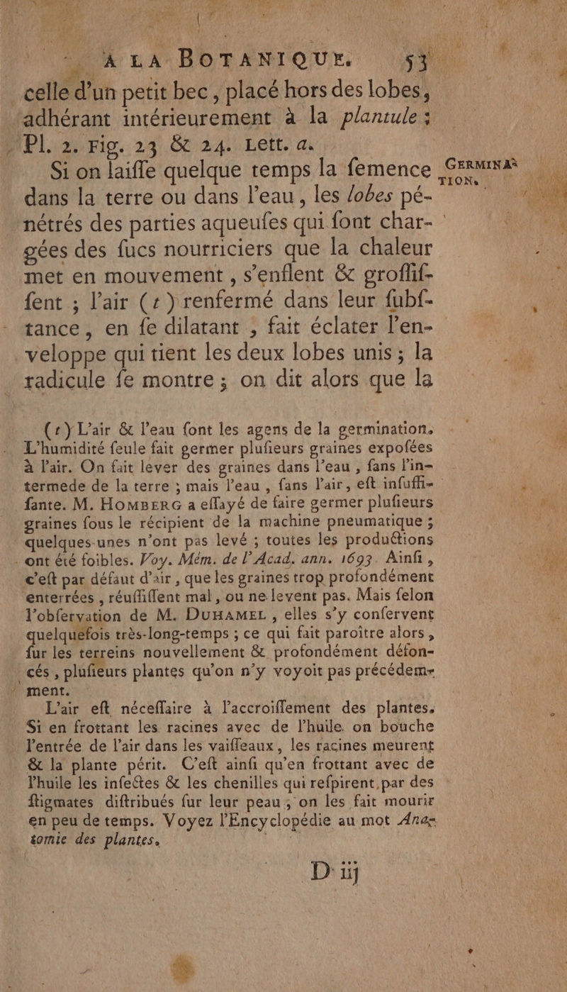 NV À VAL Mie RANCE LEON au an » PER à» LA AUX DA BOTANIQUE M | celle d'un petit bec , placé hors des lobes, adhérant intérieurement à la planrule ; MPL2/Fio. 24 66 24: Lelt. a Si on laifle quelque temps la femence Sr dans la terre ou dans l’eau, les lobes pé- nn nétrés des parties aqueufes qui font char- RD gées des fucs nourriciers que la chaleur met en mouvement , s’enflent &amp; groflif- {ent ; l'air (r) renfermé dans leur fubf- tance, en fe dilatant , fait éclater l’en- _veloppe qui tient les deux lobes unis; la radicule fe montre ; on dit alors que la (2) L'air &amp; l’eau font les agens de la germination. L’humidité feule fait germer plufieurs graines expofées à l'air. On fait lever des graines dans l’eau , fans l'in= termede de la terre ; mais l’eau , fans Pair, eft infufh- A À fante. M. HOMBERG a eflayé de faire germer plufieurs ak graines fous le récipient de la machine pneumatique ; ( quelques-unes n'ont pas levé ; toutes les produétions | . ont été foibles. Voy. Mém. de l Acad. ann. 1693. Aïnf, ‘2,11 c’eft par défaut d'air , que les graines trop profondément ui: enterrées , réuffiflent mal, ou ne levent pas. Mais felon l’obfervation de M. DUHAMEL , elles s’y confervent quelquefois très-long-temps ; ce qui fait paroître alors, fur les terreins nouvellement &amp; profondément défon- cs, SI eurs plantes qu’on n’y voyoit pas précédem- N'ment. L'air eft néceflaire à laccroifflement des plantes. Si en frottant les racines avec de l'huile. on bouche l'entrée de l'air dans les vaifleaux, les racines meurent &amp; la plante périt. C’eft ainfi qu’en frottant avec de Phuile les infeétes &amp; les chenilles qui refpirent par des fligmates diftribués fur leur peau; on les fait mourir en peu de temps. Voyez l'Encyclopédie au mot Ana éomie des plantes, Lu TR D ii;