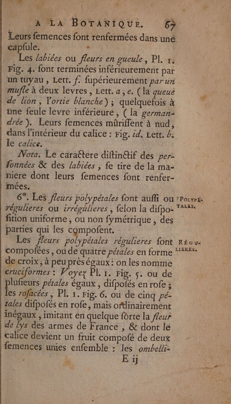 1 W'e : ; Nr ‘i 4 [ri ge k Leurs femences font renfermées dans uné | capfule. 1 | Les labiées ou fleurs en gueule, PI x, | Fig. 4. font terminées inférieurement par | un tuyau , Lett. f. fupérieuréement par ur | mufle à deux levres, Lett. a, e. (là queue | de lion, Y'ortie blanche) ; quelquefois à | üne feule levre inférieuré, ( la german | drée ). Leurs femences müriflent à nud, | dans l'intérieur du calice : Fig. id, Lett. 4, | le calice. pese: | |. Mora. Le cärattere diftin@if des per- fonnées & des labiées , fe tire de la ma- | nicre dont leurs femences font renfer- | mées. ue “is | | 6°. Les fleurs polypétales font aufli ou | régulieres ou irréoulieres , {elon la difpo- | fition uniforme ; ou non fymétrique , des | parties qui les compofent. | Les fleurs polypétales répulieres {ont | compofées, ou de quatre pétales en forme | de croix, à peu près égaux: on les nomme |cruciformes : Voyez PL 1. Fig. $. ou de | Jr pétales égaux , difpotés en rofe ; | les rofacées , PL 1. rig. 6. où de cinq pé- zales difpofés en rofe, mais oftlinairement | de lys des armes de France , & dont le | calice devient un fruit compofé de deux | femences umes enfemble : les ombelli- FORQRE | E ij | SPOLYPÉ« TALES, RÉGu« LIERES,