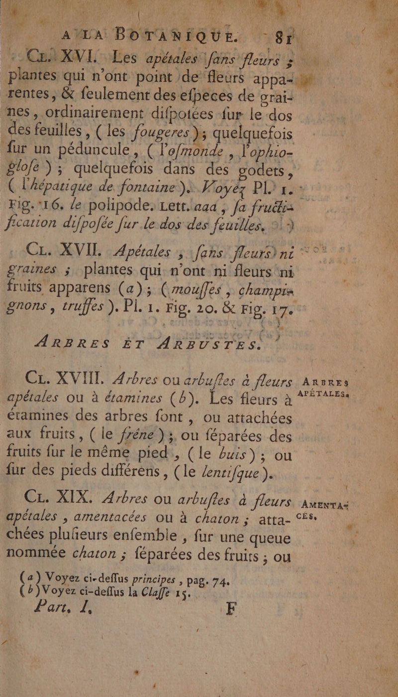Do ARABE MAMEGUE 8 Lo 0 ra NA : ; CENT À 7 # AN sp L a: 4 } { EN : Ce XVI Les apétales fans fleurs 5: 2 plantes qui n’ont point de fleurs appa&lt;tt al rentes, &amp; feulement des efpeces de Orais nes, ordinairement difpotées fur le dos des feuilles , ( les fougeres }; quelquefois {ur un péduncule, ( l’'o/monde , l’ophio- £lole ) ; quelquefois dans des podets, ( L'Aéparique de. fontaine )} V oyéz PL. Fig.16, le polipode, Lett.aaa, fa fruétes fication difpofée fur le dos des feurlles, ®:9 CL. XVII Apérales , Jens: fleurs) ni © ° graines ; plantes qui n’ont ni fleurs ni fruits apparens (a); (rroufles | champs gnons , truffes }. PI. 1. Fig. 20. &amp; FID. 17. ARBRES ÊT ARBUSTES. CL. XVII, Arbres ou arbufles à fleurs Ansrrs S , Pris | APÉTALESa apétales où à étamines (Bb). Les fleurs à étamines des arbres font , ou attachées aux fruits, ( le frére ) ;. ou féparées des fruits fur le même pied, (le buis); ou fur des pieds différens, (le lentifque ). apétales ,| amentacées où à chaton ; atta- ® chées plufñeurs enfemble , fur une queue nommée chaton ; féparées des fruits ; ou *, (2) Voyez ci-deffus principes , pag. 74 (#)Voyez ci-deflus la Claffe A PEUR Te
