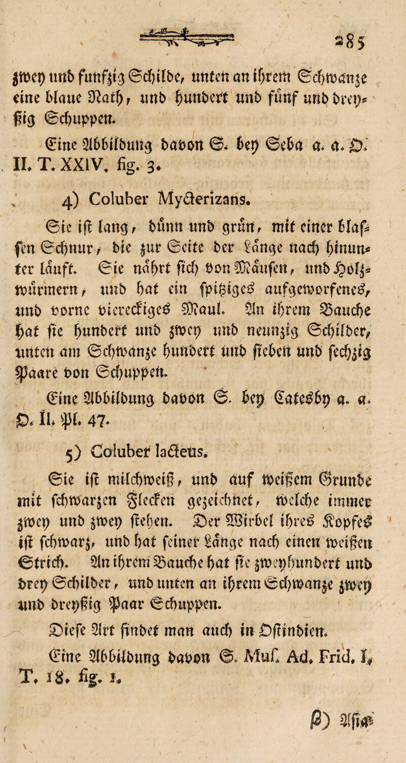jmeputtbfunf^i3©c()tlbe, unten an ^cf)man|e eine blaue D^at^; mb ^unbcrt'unb fünf unb brei;*^ gtg ©d)uppcm €me 3l66llbuU3 bauon bep ©eba a* a* D* IL T, XXIV, %. 3. , 4) Coluber Myäerizans. ©leijllan^f bönnunbgrurt f mit einer Blaf^ fen 0d)nur / bie $ur ©eite ber 2an^e nad) binun« ter lauft ©ie nabi't ftcl; bon!0t&fen, nnb^bl^* murmern/ unb bat ein fpigige^^ aufgemorfene^f unb uorne uicrecfi^c^ ^aul. ^n tbi'em ^au^c ^at fie btinbett unb unb neunjiv^ ©ebilber/ unten am ©cbman^e bunbett unb fiebcit unb fecbjig ^aare bon ©ebuppem (Eine 5ib6ilbuns babon @. bep ^ate^bp a. a* IL % 47‘ I 5) Coiubei'Ia£!etis. ©ie ifc milcbmeig f unb auf tbeifem ©runbe mit febtbar^en glccFen ge^eicbnct. tbclcf)e immer ^m\) unb jtbep fteben. 5)er 5Bir6el ibrei> 5topfe^ i(t febmar^; uitb bat feiner Sange nach einen meinen ©trieb* 5ln ibrem ^aud)e bat fic ^tbepbunbert unb brep©d)ilberf unbunten an ibrem©d^maufe jn)ep unb brepgig ^aar ©ebuppen* ^kfe ?Hrt finbet man and) in Dflinbien* ©ine Slbbilbung baben ©* Muf* Äd» FriÜ, T* i8* h \ ß) ®ü#'