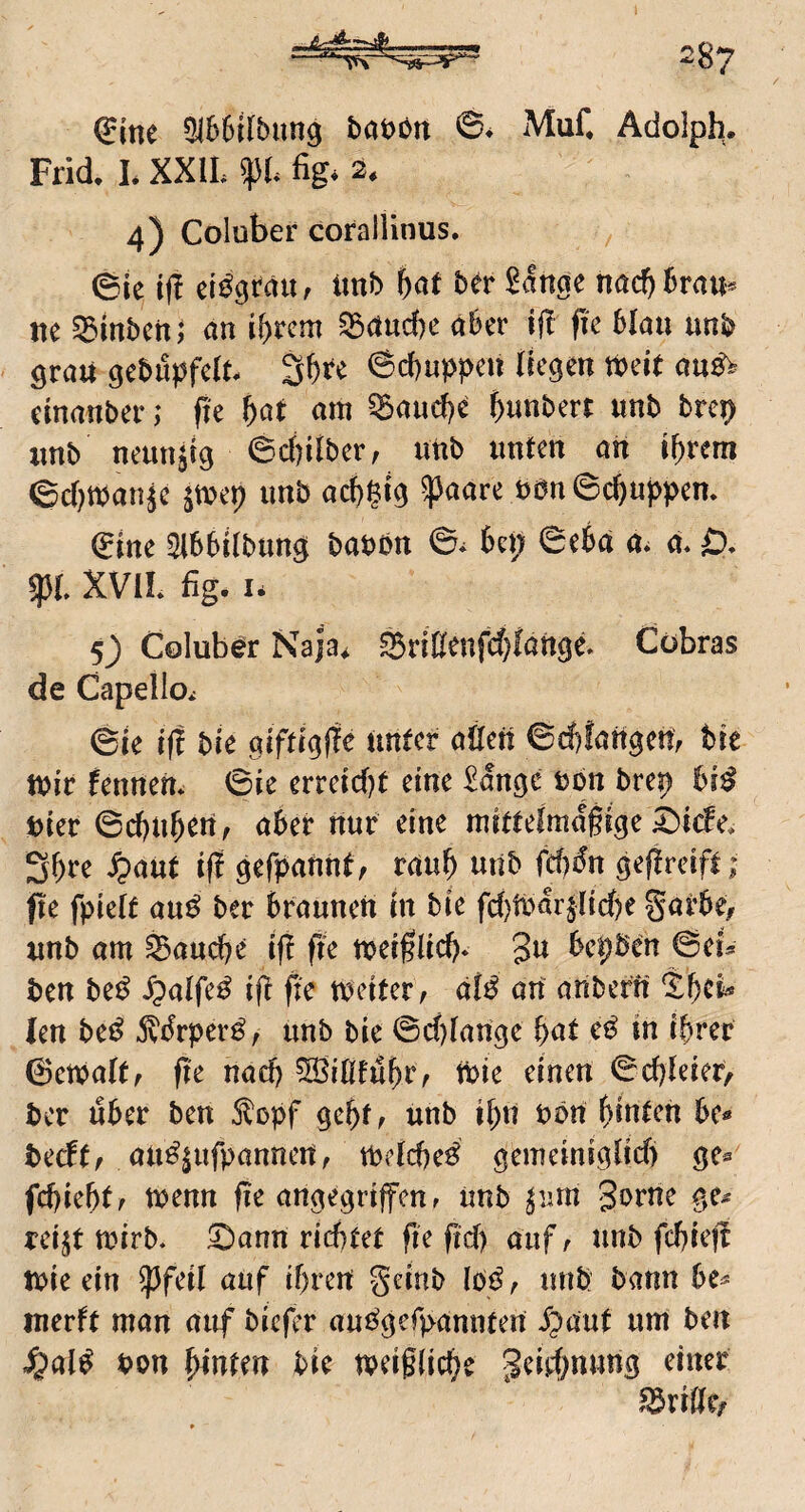 (Eine OlBSÜbiing banbn 6* MuC Adolph. Frii L XXIL fig* 4) Colubef corallinus. ©le ifl eisgrau r imh Ut ber £ange nacf)l)rau* ne §5mben; an i^rem ^aud)e aber tf! fie blau unb grau gebu^^fclt Sb^e ©cbuppen (fegen tbeit au^ einanber; fte f)at am ^aucb^ bnttbert unb brep unb neunzig ©cf)i(ber, unb unten an tbrem ©cbmanje ^tuep unb acb^fg ^aare bön©cbui>pen. (Eine iHbbfIbung baPön ©♦ bep ©ebä a* m £), fl XVIL fig. I* 5) Colub^r Naja* ^riEenfd)(ange. Cobras de CapellOi ©je ifl bie giftigffe unter aöen ©cbfangeti; bre mir fennerti ©ie erreid^t eine ^angc uon brep bi^ Pier ©cbuben, aber nur eine mittelmäßige ^icFe* 3bi*e ^aüt ifl gefpannt, raub unb fd^dn geßreift; fte fpieit au^ ber braunen in bie fd)tbar^ltd)e garbe, unb am feandje iß ße meißlicb» gu bepben ©ei^ ben be^ ipalfe^ iß ße meiter, d{^ an anberff len bet^ ^drper^, unb bie ©d)lange bat e^ in ihrer ©emalt, ße nadj ^iUluf}Vr tPie einen ©cbleier/ ber über ben 5^opf gept^ unb tbn ppn bunten bc^ tedtf nu^infpanmtf, tpeicbed gemeiniglid) ge^ fdjiebtf menn ße angegrifcur unb ^lun gorne ge^ rei^t mirb* ^ann richtet ße ßd) aufr unb fcbieß luie ein pfäl auf ihren geinb Ibö, unb bann be^ merft man auf biefer aui^gefpamiten ^?aut um ben Pon bluten bie meiflicbe geiebnung einer ^viUcf