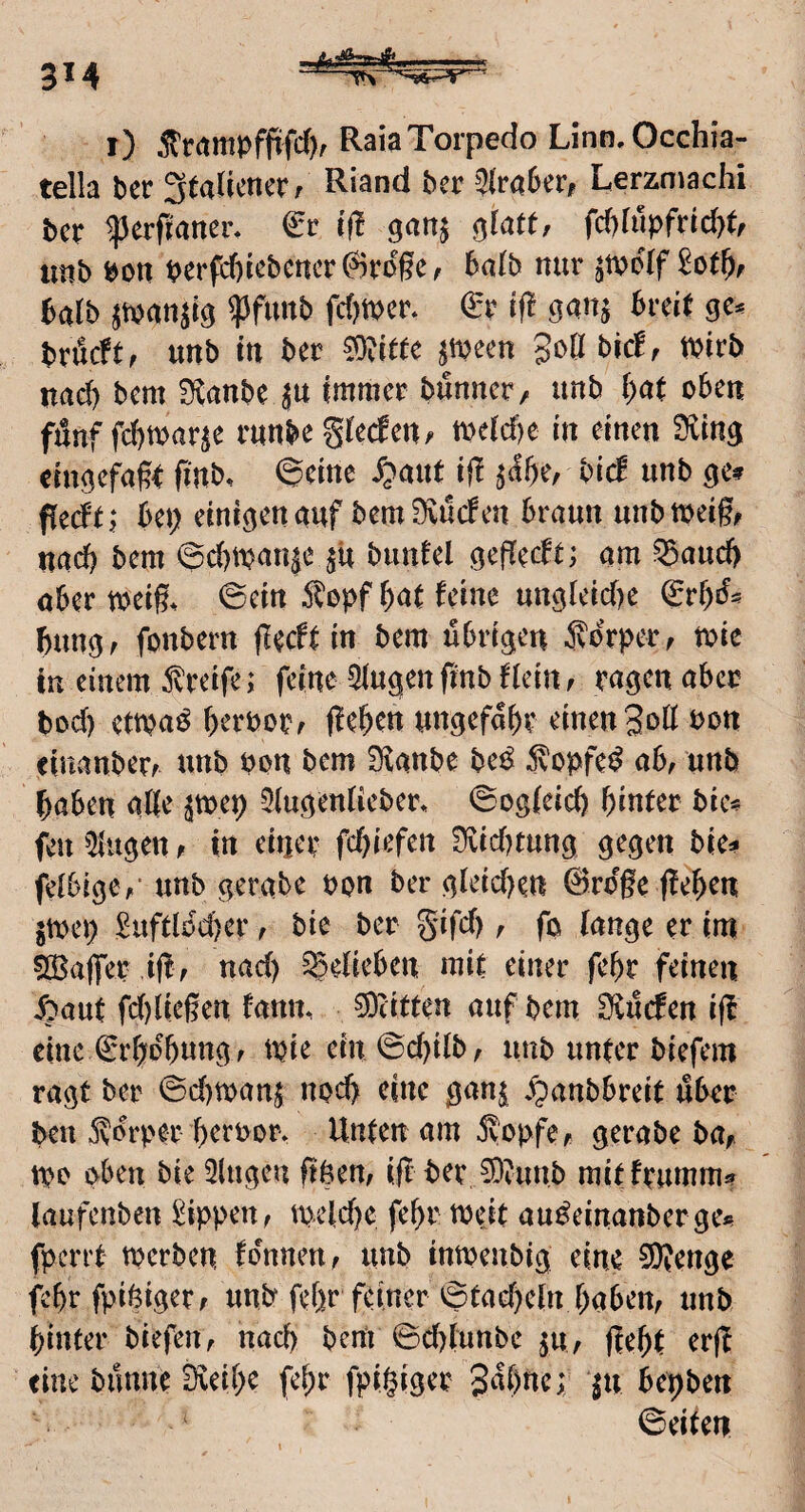 3*4 r) Raia Torpedo Linn,Occhia- tella ber ^talimtr Riand ber 3(ra6er, Lerzniachi bcr ^erftaner. €r iü ^latt, fd)rupfrtd)tf «nb Pon perpd)i(Jbcncr@vo§e, balb nur ^tpolf halb ^tpan^i^ ^Jfmtb fc()tpcr* if! gan^ Breit ge^ brflcft, unb in ber ^Dvitte ^tpeen goßi bicl, tpirb nad) bem Ülnnbe ju immer bunner, unb l)at oben fünf fd)mar^e runbe gteden^ meid)e in einen Sving eingefaßt ßnb. ©dne ^^aut jß ^IBe, biä unb ge? Ped'tj Bep einigen auf bem 9vuden Braun unbmeig, nad) bem BcBtpanje jU biinfel geßedt; am ^aud> aber weiß, ©ein ^^opf bat feine ungleid)e Bung; fonbern ßeeft in bem iSbrigcn ivbrper, wie in einemJvreife; feine Singen ßnb flein, ragen aber bod) etwaö BerPor, ßeben ungefabr einen Soü tjon einanberr unb Pon Bern Staube bc^ S'opfe^ ab, unb Baben aöe ^wep Siugentieber. ©ogteid) hinter bie? feu Singen / in einer fd)iefett S^vid^tung gegen bie? feibige,' unb gerate ppn ber gieid)en 0roße ßeBen gwep £uftlod)er ^ bie ber gifd), fo fange er im 5£Ba||er ißf nad) ^eüeben mit einer febr feinen ^aut fd)ließen famt. Reiften auf bem S^viSefen ifb cinc©rBobungf wie ein ©d)i(b, unb unter biefem ragt ber ©d)wanj nod> eine gan^ v^anbbreit über ben 5?orper Berpor. Unten am ^opfe/- gerabe ba^ wo oben bie Singen ßpem iß ber ?0vunb mitfrumm? (aufenben Rippen^ W4d)e feBr weit au^einanberge*» fpcri't werben fdunen ^ unb inwenbig eine 9)?enge fcBr fpifeiger; unb febr feiner ©tad)e(n Babettf nnb hinter biefen, nad) beni ©d)(unbe ^u, ßeht crß eine bunne S^ieiBe fehr fpigiger SaBac; |u kpben