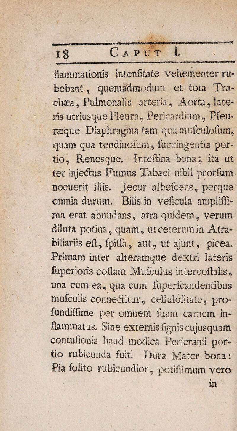 flammationis intenfitate vehementer ru¬ bebant , quemadmodum et tota Tra¬ chea, Pulmonalis arteria. Aorta, late¬ ris utriusque Pleura, Pericardium, Pleu¬ raeque Diaphragma tam qua mufculofum, quam qua tendinofum, fuccingentis por¬ tio, Renesque. Inteftina bona; ita ut ter injedus Fumus Tabaci nihil prorfum nocuerit illis. Jecur albelcens, perque omnia durum. Bilis in veficuia ampliffi- raa erat abundans, atra quidem, verum diluta potius, quam, ut ceterum in Atra- biliariis eft, fpiflfa, aut, ut ajunt, picea. Primam inter alteram que dextri lateris fuperioris collam Mufculus intercollalis, una cum ea, qua cum fuperlcandentibus mufculis connedlitur, cellulofitate, pro- fundiffime per omnem fuam carnem in¬ flammatus. Sine externis lignis cuj usquam contufioms haud modica Pericranii por¬ tio rubicunda fuit. Dura Mater bona: Pia folito rubicundior, poliffimum vero m