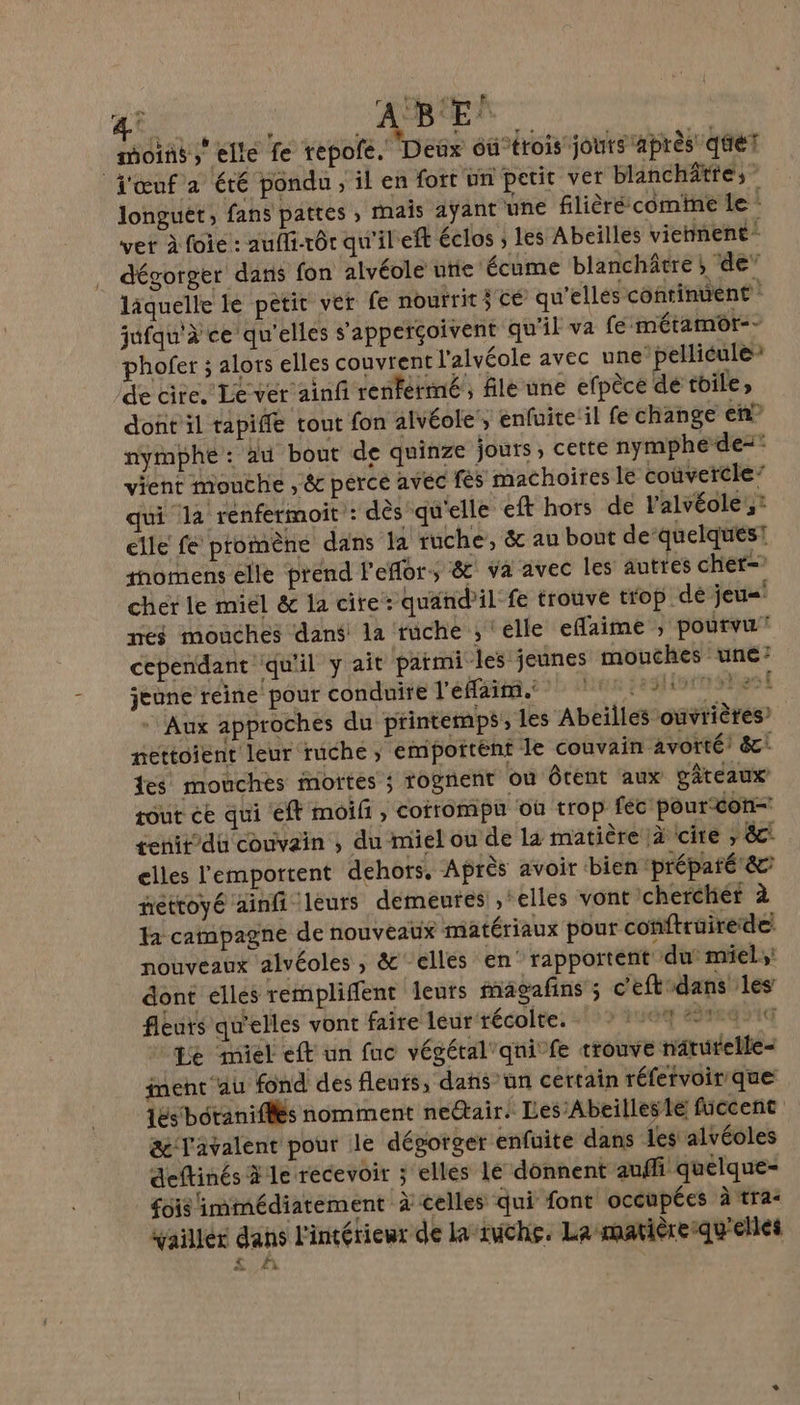 Le ARE BAT Melle fe tepole. Deux 6ü’érois jouts après quét j'œufa été pondu , il en fort ün petit ver blanchâttes longuet, fans pattes , mais aÿant une filièré comine le” vet à foie : auffi.rôr qu'il'eft éclos ; les Abeilles viennent” dégorger daris fon alvéole unie ‘écume blanchâtre | de” laquelle le petit ver fe noutrit 3 cé qu’elles continuent jufqu'à ce qu'elles s'apperçoivent qu'il va fe métamor-- phofer ; alors elles couvrent l'alvéole avec une pellicule: de cire, Le ver ainfi renfermé ; file une efpèce de toile; dont il tapiffe tout fon alvéole, enfuite il fe change en” nymphé: Au bout de quinze jours, cette nymphe-de= vient mouche , &amp; pérce avéc fes machoires le couvercle” qui la renfermoit : dès qu'elle eft hors de l’alvéole,: elle fe promène dans la ruche, &amp; au bout de’quelqués! tnomens elle prend l'eflor, &amp; va avec les autres cher= cher le miel &amp; la cire: quandil fe trouve trop dé jeu=' nes mouches dans la ruche ; ‘elle effaime ; pourvu” cependant qu'il y ait patmi les jeunes mouches une: jeune réine pour conduire l'éfaim. 7 el - Aux approches du printemps, les Abeilles ouvrières? nettoient leur ruche, empottent le couvain avorté’ &amp;: es mouches mortes ; rognent où ôtent aux gâteaux tout ce qui ‘eft moifi , corrompu où trop féc pour con tenit’du couvain , du miel ou de la matière à cite , 8c! elles l'emportent dehors. Après avoir bien ‘préparé &amp; nétroyé ainfi leurs demeutes , ‘elles vont cherchiér à la campagne de nouveaüx matériaux pour conftrüirede nouveaux alvéoles , &amp; elles en’ rapportent du miel: dont elles rempliflent leurs magafins ; c'eftdans les fleurs qu'elles vont faire leur récolte. 1 dre sig Le miel eft un fuc végétal qni fe trouve nâturelle= ment au fond des fleurs, dans un certain réfervoir que és bôtaniflés nomment ne@air. Les Abeillesle füuccenc &amp;Tavalent pour le dégorger enfuite dans 1es alvéoles dettinés 4 le recevoir ; elles lé donnent auffi quelque- {6is immédiatement à celles qui font occupées à tras vaillér dans l'intérieur de la ruche. La matièresqu'elles £&amp;' A