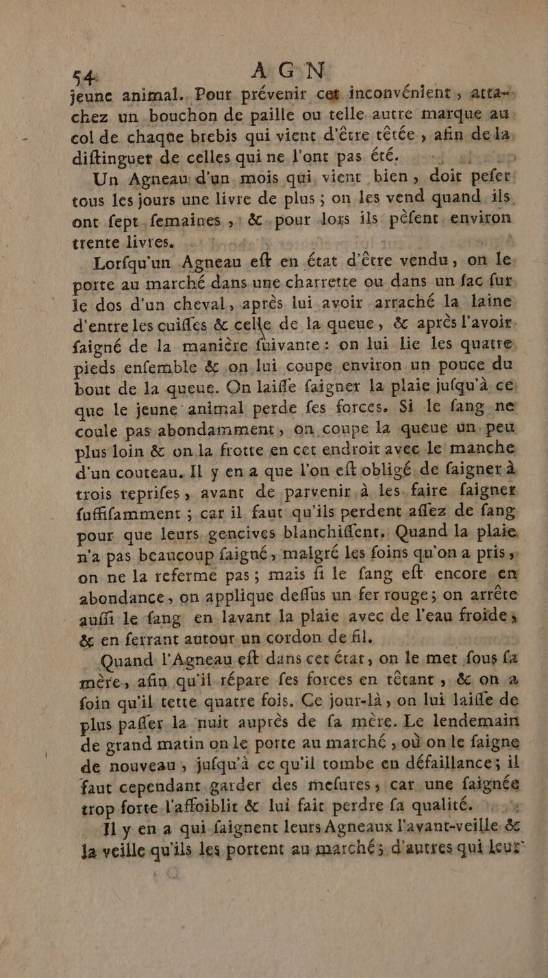jeune animal. Pout prévenir cet inconvénient, atta=s chez un bouchon de paille ou telle autre marque au, col de chaque brebis qui vient d'être têtée , afin dela, diftinguet de celles qui ne l'ont pas Été. : +, 4): 0 Un Agneau d'un. mois qui, vient bien, doit pefer. tous les jours une livre de plus ; on les vend quand, ils, ont fept.femaines ,1 &amp;..pour Joss ils pêèfent, environ trenredivres, 441 TL: Lorfqu'un Agneau eft en état d'être vendu, on le porte au marché dans une charrette ou dans un fac fur le dos d'un cheval, après lui avoir arraché la laine d’entre les cuifles &amp; celle de la queue, &amp; après l'avoir. faigné de la manière fuivante: on lui lie les quatre, pieds enfemble &amp; on.lui coupe environ un pouce du bout de la queue. On laifle faigner la plaie jufqu'à ce: que le jeune animal perde fes forces. Si le fang ne coule pas abondamment, on coupe la queue un, peu plus loin &amp; on la frotte en cet endroit avec Le manche d'un couteau. Il y en 2 que l'on eff obligé. de faigner à trois teprifes, avant de parvenir à les. faire faignex fuffifamment ; car il faut qu'ils perdent aflez de fang pour que leurs gencives blanchiflent. Quand la plaie, n'a pas beaucoup faigné, malgré les foins qu'on a pris» on ne la teferme pas; mais fi le fang eft encore.en abondance, on applique deffus un fer rouge; on arrête auffi le fang en lavant la plaie avec de l'eau froide; &amp; en ferrant autour un cordon de fil. | Quand l'Agneau eft dans cer érat, on le met fous fa mère, afin qu'il répare fes forces en têtant ,. &amp; on a foin qu'il tette quatre fois. Ce jour-là, on lui laifle de plus pañer la nuit auprès de fa mére. Le lendemain de grand matin on Le porte au marché ; où onle faigne de nouveau, jufqu'à ce qu'il tombe en défaillances il faut cependant garder des mefures; car une faignée trop forte l'affoiblit &amp; lui fair perdre fa qualité. 1. J1y en a qui-faignent leurs Agneaux l'avant-veille. &amp; Ja veille qu'ils les portent au marchés d'autres qui Leu