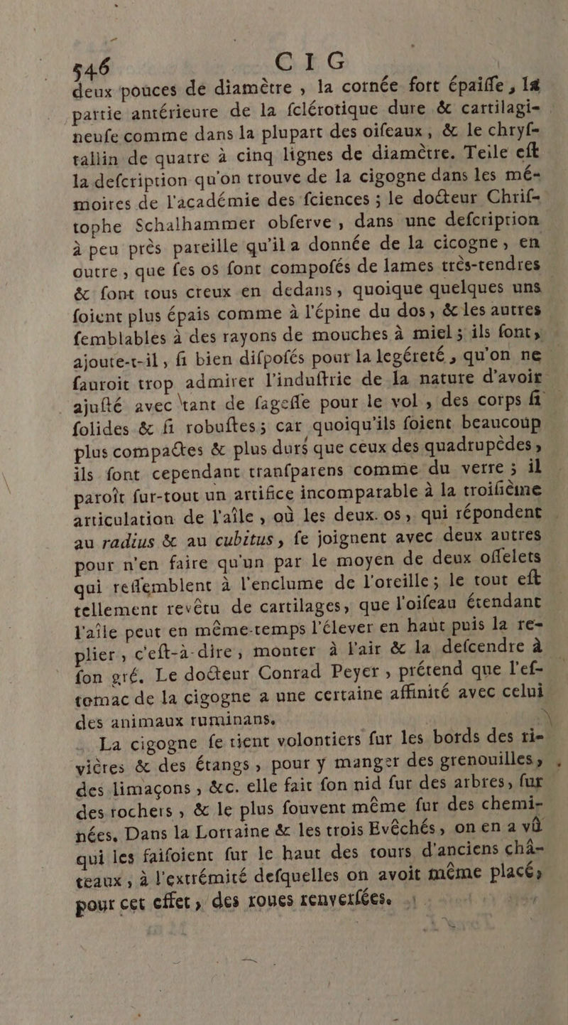ee” 546 GE G deux pouces de diamètre , la cornée fort épaille , 14 partie antérieure de la fclérotique dure &amp; cartilagi= neufe comme dans la plupart des oïfeaux, &amp; le chryf- tallin de quatre à cinq lignes de diamètre. Teile eft la defcription qu'on trouve de la cigogne dans les mé moires de l'académie des fciences ; le doéteur Chrif- tophe Schalhammer obferve, dans une defcriprion à peu près pareille qu'il a donnée de la cicogne, en outre , que fes os font compofés de lames très-tendres &amp; font tous creux en dedans, quoique quelques uns. foient plus épais comme à l'épine du dos, &amp;les autres femblables à des rayons de mouches à miel; ils font, ajoute-t-il, fi bien difpofés pour la legéreté , qu'on ne. fauroit trop admirer l’induftrie de la nature d’avoir ajufté avec tant de fagefle pour le vol, des corps fi folides &amp; fi robuftes; car quoiqu'ils foient beaucoup plus compaëtes &amp; plus durs que ceux des quadrupèdes, ils font cependant tranfparens comme du verre ; il paroît fur-tout un artifice incomparable à la troifième articulation de l'aîle , où les deux. os, qui répondent au radius &amp; au cubitus, fe joignent avec deux autres our n’en faire qu'un par le moyen de deux offelets qui reflemblent à l'enclume de l'oreille; le tout eft tellement revêtu de cartilages, que l'oifeau étendant l'aîle peut en même-temps l'élever en haut puis la re- plier, c'eft-à dire, monter à l'air &amp; la defcendre à fon gré. Le docteur Conrad Peyer ; prétend que l'ef- tomac de la cigogne a une certaine affinité avec celui des animaux ruminans. É La cigogne fe tient volontiers fur les bords des ti- vières &amp; des étangs, pour y manger des grenouilles, » des limaçons , &amp;c. elle fait fon nid fur des arbres, fux | des rochers , &amp; le plus fouvent même fur des chemir nées, Dans la Lorraine &amp; les trois Evêchés, onen a vù qui les faifoient fur le haut des cours d'anciens chà- cœaux ; à l'extrémité defquelles on avoit même placé, pour cer cffet, des roues renverfées. .] ,