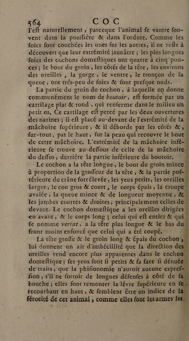 l'eft naturellement , parceque l'animal fe vautre fou- vent dans la pouilière &amp; dans l’ordure, Comme les {oies font couchées les unes fur les autres, il ne refte à découvert que leur extrémité jaunâtre ; les plus longues foics des cochons domeftiques ont quatre à cinq pou-. ces ; le bout du grain, les côtés de la tête, les environs des oreilles , la gorge , le ventre, le tronçon de la queue ; Ont trés- -peu de foies &amp; font prefque nuds. La partie du groin du cochon, à laquelle on donne communément le nom de boutoir, eft formée par un cartilage plat &amp; rond , qui renferme dans le milieu un » petit os. Ce cartilage ef percé par les deux ouvertures : des narines ; il eft placé au-devant de l'extrémité de la » mâchoire fupérieure, &amp; il déborde par les côtés &amp;, fur-tout, par le haut, fur la peau qui recouvre le bout de cette mâchoire. L’extrémité de la mâchoire infé- rieure fe trouve au-deflous de celle de la mâchoire” du defus, derrière la partie inférieure du boutoir. ; Le cochon 2 la tête lohgue, le bout du groin mince” à proportion de la groffeur de latête, &amp; la partie pof- térieute du crâne fort élevée , les yeux petits les oreilles … larges, le cou gros &amp; court , le corps épais, la croupe avalée , la queue mince &amp; a longueur moyenne, &amp;. les jambes courtes &amp; droites, principalement celles de devant. Le cochon domeftique à les oreilles dirigées en avant, &amp; le corps long ; celui qui eft entier &amp; qui. fe nomme verrat, a la tête plus longue &amp; le bas du front moins enfoncé que celui qui a été coupé. Ÿ La tête grofle &amp; le groin long &amp; épais du cochon »} lui donnent un air d'imbécillité que la direction des oreilles rend encore plus appatentes dans le cochon domeftique; fes yeux font fi petits &amp; fa face fi dénuée L de traits, que la phifionomie n’auroit aucune expref=\ fion , s'il ne fortoit de longues défenfes à côté de fa. bouche ; elles font remonter la lévre fupérieure en fe recourbant en haut, &amp; femblent être un indice de 141 férocité de cet animal , comme elles font lesarmes re 4