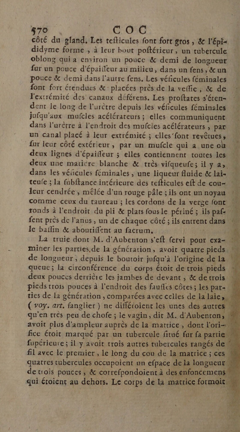 côté du gfand. Les tefticules font fort gros , &amp;c l'épi« didyme forme ; à leur bout poftérieur, un tubercule oblong qui a environ un pouce &amp; demi de longueur fur un pouce d'épaifeur au milieu, dans un fens, &amp;un pouce &amp; demi dans l'autre fens. Les véficules féminales font fort étendues &amp;- placées près de la veflie, &amp; de l'extrémité des canaux déférens. Les proftates s'éten- dent le long de l'urètre depuis les véficules féminales jufqu'aux mufcles acélérateurs ; elles communiquent dans l’urêtre à l'endroit des mufcies acélérateurs , par un canal placé à leur extrémité ; elles'font revêtues, fur leur côté extérieur, par un mufcle qui a une o deux lignes d'épaifeur ; elles contiennent toutes les deux une maticre blanche &amp; très vifqueufes il y a». dans les véicules féminales , une liqueur fluide &amp; lai- teufe ; la fubftance intérieure des refticules eft de cou- leur cendrée; mêlée d’un rouge pâle ; ils ont un noyau M comme ceux du taureau ; les cordons de la verge font ronds à l'endroit du pli &amp; plats fousle périné ; ils paf fent près de l'anus , un de chaque côté ; ils entrent dans M Île baflin &amp; aboutiflent au facrum, | 1 La truie dont M. d'Aubenton s’eft fervi pour exa- M miner les parties.de la génération, avoit quatre pieds M de longueur ; depuis le boutoir jufqu’à l’origine de la M queue; la circonférence du corps étoit de trois pieds deux pouces derrière les jambes de devant ; &amp; detrois pieds trois pouces à l'endroit des faufes côtes ; les pat- ties de la génération , comparées avec celles delalaies, Lui ( voy. art. fanglier ) ne diffétoient les unes des autres M qu'en très peu de chofe ; le vagin, dit M. d'Aubenton, avoit plus d'ampleur auprès de la matrice, dont l'ori- fice étoit marqué par un tubercule fitué fur fa partie fupérieure ; il y avoit trois autres tubercules rangés de fil avec le premier , Le long du cou de la matrice ; ces quatres tubercules occupoient un efpace de la longueur de trois pouces ; &amp; correfpondoient à des enfoncemens qui éroient au dehors. Le corps de la matrice formoit.