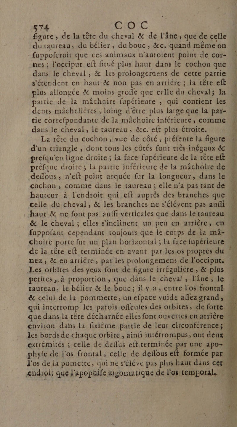 STE EtOC figure, de {a tête du cheval &amp; de l'âne, que de celle du taureau, du bélier, du bouc, &amp;c. quand même ‘on fuppoferoit que ces animaux n'auroient point de cor- nes ; l’occiput eft fitué plus haut dans le cochon que dans le cheval, &amp; les prolongemens de cette partie s'étendent en haut &amp; non pas en arrière ; la tête eft plus allongée &amp; moins groffe que celle du cheval; la partie de la mâchoire fupérieure , qui contient les dents mâchelières , loing d'être plus large que la par- tie correfpondante de la mâchoire inférieure, comme dans le cheval, lé taureau, &amp;c. eft plus étroite. La têce du cochon, vue de côté, préfente la figure d'un triangle , dont tous les côtés font très inégaux &amp; prefqu'en ligne droite ; la face fupérieure de la tête eft prèfque droite ; la partie inférieure de la mâchoire de cochon, comme dans le taureau ; elle n’a pas tant de celle du cheval, &amp; les branches ne s'élévent pas aufli haut &amp; ne font pas aufli verticales que dans le taureau &amp; le cheval ; elles s'inclinent un peu en arrière, en fuppofant cependant toujours que le corps de la mä- choire porte fur un plan horizontal ; la face fupérieure de la têre eft terminée en avant par les os propres du nez, &amp; en arrière, par les prolongemens de l'occiput. petites ,.à proportion, que däns le cheval , l'âne, le tauteau, lé bélier &amp; le bouc; il y a, entre l'os frontal &amp; celui de la pommette, un efpace vuide aflez grand, qui interromp les parois offeules des otbites, de forte que dans la tête décharnée elles font ouvertes.en arrière extrémités ; celle de deflus eft terminée par une apo- phyfe de l'os frontal, celle de defous eft formée par. £ndroif que l'apophife ziÿomatique de l'os temporal.