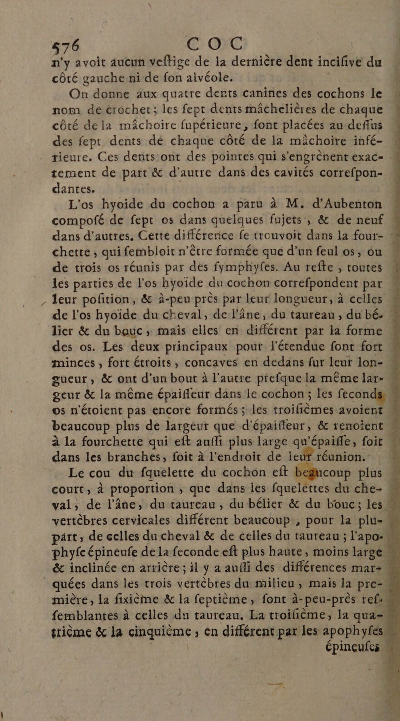 n'y avoit aucun veftige de la dernière dent incifve du côté gauche nide ion alvéole. On donne aux quatre dents canines des cochons le nom de crochet; les fept dents mâchelières de chaque côté dela mâchoire fupérieure, font placées au deflus M des fept dents dé chaque côté de la mâchoire infé- tieure. Ces dents ont des pointes qui s'engrènentexac= tement de part &amp; d'autre dans des cavités correfpon- | dantes, L'os hyoide du cochon a paru à M. d'Aubenton « compofé de fept os dans quelques fujets', &amp; de neuf dans d’autres. Cette difféterice fe trouvoit dans la four- 4 chette ; qui fembloit n'être formée que d'un feul os, où “ de trois os réunis par des fymphyfes. Au refte , toutes les parties de l'os hyoide du cochon correfpondent par « leur pofition, &amp; à-peu près par leur longueur, à celles de l'os hyoide du cheval, de l'âne, du taureau , du bé. lier &amp; du bouc, mais elles en différent par la forme des os. Les deux principaux pour l'étendue font fort minces , fort étroits, concaves en dedans fur leut lon- gueur, &amp; ont d'un bout à l’autre prefque la même lar- M geur &amp; la même épaifleur dans le cochon ; les fecon os n'étoient pas encore formés; les troifiènies avoient beaucoup plus de largeur que d'épaiffeur, &amp; renoient à la fourchette qui eft auffi plus large qu'épaife, foit dans les branches, foit à l'endroit de leuf réunion.- M Le cou du fquelette du cochon eft coup plus “ coutt, à proportion ; que dans les fase ere du che-  val, de l'âne, du taureau, du bélier &amp; du bouc; les « vertèbres cervicales différent beaucoup, pour la plis k pitt, de celles du cheval &amp; de celles du taureau ; l'apo- phyfe épinenfe de la feconde eft plus haute, moins large E* &amp;c inclinée en arrière ; il y a aufli des différences mar quées dans les trois vertèbres du milieu , mais la pre- imière, la fixième &amp; la feptième, font à-peu-près refsn femblantes à celles du taureau. La troilième, la qua-w friéme &amp; La cinquième , Cn différent par les apophyfes épinçufes w