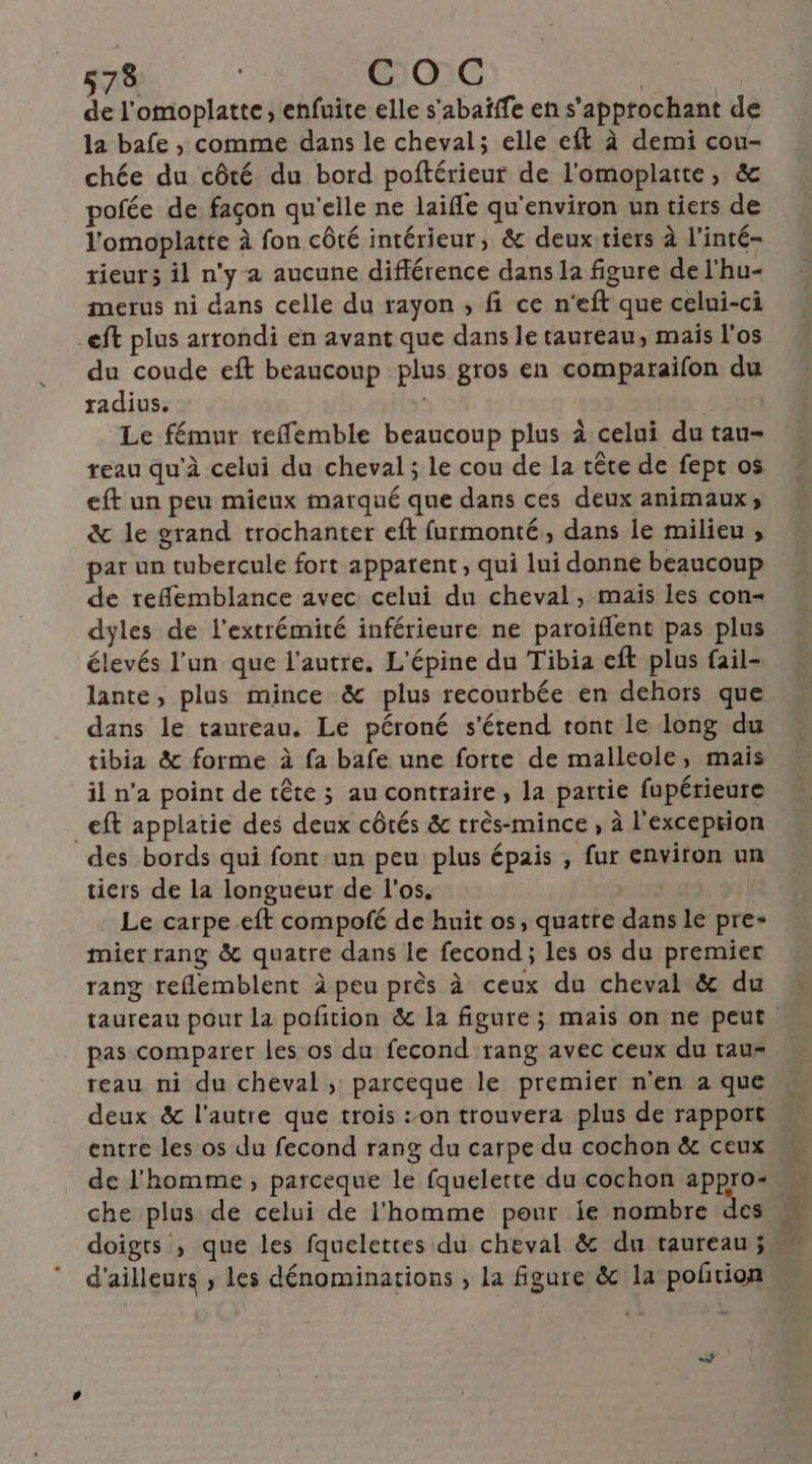 de l'omoplatte, enfuite elle s'abaïffe en s’approchant de la bafe , comme dans le cheval; elle eft à demi cou- chée du côté du bord poftérieur de l'omoplatte, &amp; pofée de façon qu'elle ne laifle qu'environ un tiers de l'omoplatte à fon côté intérieur, &amp; deux tiers à l'inté- rieur; il n'y a aucune différence dans la figure de l'hu- merus ni dans celle du rayon , fi ce n'eft que celui-ci _eft plus arrondi en avant que dans le taureau, mais l'os du coude eft beaucoup plus gros en comparaifon du radius. | Le fémur reflemble beaucoup plus à celui du tau- reau qu'à celui du cheval ; le cou de la tête de fept os eft un peu mieux marqué que dans ces deux animaux, &amp; le grand trochanter eft furmonté, dans le milieu, par un tubercule fort appatent, qui lui donne beaucoup de reflemblance avec celui du cheval, maïs les con- dyles de l'extrémité inférieure ne paroiflent pas plus élevés l’un que l’autre. L'épine du Tibia eft plus fail- lante, plus mince &amp; plus recourbée en dehors que dans le taureau. Le péroné s'étend tont le long du tibia &amp; forme à fa bafe une forte de malleole, mais il n’a point de tête ; au contraire, la partie fupérieure _eft applatie des deux côtés &amp; très-mince , à l'exception des bords qui font un peu plus épais , fur environ un tiers de la longueur de l'os, Le carpe.eft compofé de huit os, quatre dans le pre mier rang &amp; quatre dans le fecond ; les os du premier rang treflemblent à peu près à ceux du cheval &amp; du taureau pour la poñition &amp; la figure; mais on ne peut pas comparer les os du fecond rang avec ceux du rau reau ni du cheval , parceque le premier n'en a que deux &amp; l'autre que trois :on trouvera plus de rappott entre les os du fecond rang du carpe du cochon &amp; ceux de l'homme, parceque le fquelette du cochon appro- che plus de celui de l’homme pour le nombre des M doigts , que les fquelettes du cheval &amp; du taureau; d'ailleurs , Les dénominations , la figure &amp; la poñtion