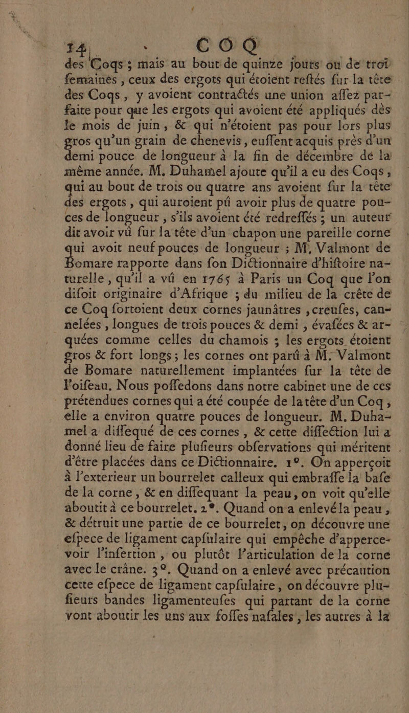 (4 14 Ê C OÔ Q 2 des Cogs ; mais au bout de quinze jouts ou de tro femainés , ceux des ergots qui étoient reftés fur la tête des Cogs, y avoient contractés une union aflez par- faite pour que les ergots qui avoient été appliqués dès le mois de juin, &amp; qui n'étoient pas pour lors plus gros qu'un grain de chenevis, euffent acquis près d’un demi pouce de longueur à la fin de décembre dé la même année, M. Duhamel ajoute qu’il a eu des Coqs, qui au bout de trois ou quatre ans avoient fur la tête des ergots , qui auroient p avoir plus de quatre pou- ces de longueur , s'ils avoient été rédreffés ; un auteur dit avoir vü fur la tête d’un chapon une pareïlle corne qui avoit neuf pouces de longueur ; M, Valmont de Bomare rapporte dans fon Diétionnaire d’hiftoire na- turelle , qu'il a vê en r76$ à Paris un Coq que l’on difoit originaire d'Afrique ; du milieu de la crête de ce Coq fortoient deux cornes jaunâtres ,creufes, can- nelées , longues de trois pouces &amp; demi , évafées &amp; ar- quées comme celles du chamois ; les ergots étoient gros &amp; fort longs; les cornes ont parû à M. Valmont de Bomare naturellement implantées fur la tête de Foifeau. Nous poffedons dans notre cabinet une de ces prétendues cornes qui a été coupée de latête d’un Coq, elle à environ quatre pouces de longueur. M. Duha- mel a diflequé de ces cornes , &amp; cette diffeétion lui a donné lieu de faire plufieurs obfervations qui méritent . d'être placées dans ce Diétionnaire. 1°. On apperçoïit à l'exterieur un bourrelet calleux qui embraffe la bafe de la corne , &amp; en diffequant la peau, on voit qu’elle aboutit à ce bourrelet. 12°. Quand on a enlevéla peau, &amp; détruit une partie de ce bourrelet, on découvre une efpece de ligament capfulaire qui empêche d’apperce- voir linfertion , ou plutôt l’articulation de la corne avec le crâne. 3°. Quand on a enlevé avec précaution cette efpece de ligament capfulaire, on découvre plu- fieurs bandes ligamenteufes qui partant de la corne vont aboutir les uns aux foifes nafales’, les autres à la