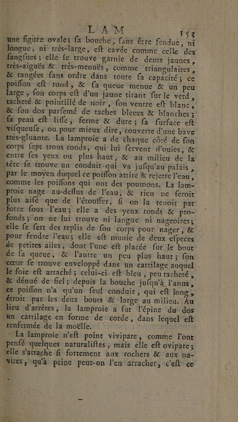 / L | L À M ï $3 une figure ovales fa bouche, fans être fendue, ni Jongue, ni très-large, eft cavée comme celle des fangfues ; elle fe trouve. Sarnie de dents jaunes, très-aiguëés &amp; très-MmenuËs , comme triangulaires , &amp; rangées fans ordre dans toute [à capacité; ce _poiflon eft rond, &amp; fa queue menue &amp; un peu large , fon corps eft d’un jaune tirant fur le verd , te &amp; pointillé de noir , fon ventre eft blanc, &amp; fon dos parfemé de taches bleues &amp; blanches ; fa peau eft life, ferme &amp; dure ; fa furface eft - vifqueufe ; ou. pour mieux dire, couverte d’une bave ærès-gluante. La lamproie à de ‘chaque côté de fon corps {epr trous ronds, qui lui fervent d'ouies, &amp;c entre fes yeux ou plus haut, &amp; au milieu de la tête fe trouve un conduit qui va jufqu'au palais, par le moyen duquel ce poiffon attire &amp; rejette l’eau, comme les poiffons qui ont des poumons. La lam- proie nage. au-deflus de l'eau, &amp; rien ne feroit plus aifé que de l'étouffer, fi on la ténoit par nforce fous l'eau; elle a des ‘yeux ronds &amp; pro- “fonds; on ne lui trouve ni langue ni nageoires; elle fe fert des replis de fon corps pour nagér , 8 pour fendre l'eau; elle eft munie de deux efpeces “de petites aïles, dont:l'une ft placéé fur le bout “de fa queue, &amp; l'autre un peu plus haut; fon “cœur fe rrouve enveloppé dans un cartilage auquel le foie eft attaché; celui-ci. eft bleu , pen tacheré , _&amp; dénué de fiel; depuis la bouche jufqu’à l'anus, ce poiffon n'a qu'un feul conduit, qui eft long , étroit: par les deux bouts &amp; large au milieu, Au lieu d'arrêtes, la lamproie à fur l'épine du dos un cartilage en forme de corde, dans lequel eft renfermée de la moëlle, | La Jamproie n’eft point vivipare, comme l'ont penfé quelques naturaliftes, mais elle eft ovipare; elle s'attache fi fortement aux rochers &amp; aux na- Mies, qu'a peine peut-on l'en arracher, c'eft ce 1 D