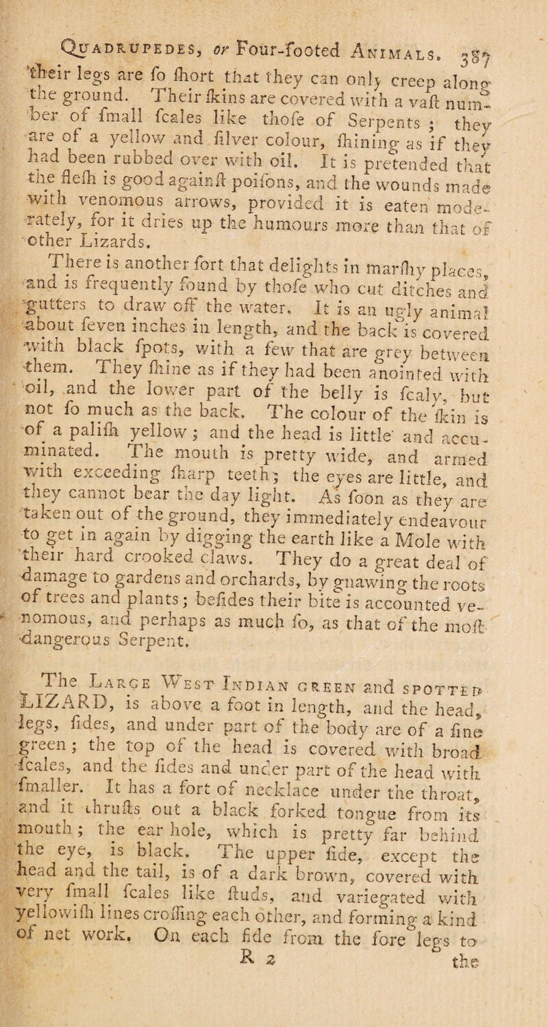'their legs are fo ihort that they can only creep alon- the ground. Their fkins are covered with a vaft numt otj oi fmall fcales like thofe of Serpents ; thev are of a yellow and filver colour, fhining as if they had oeen rubbed over with oil. It is pretended that the flefh is good againft poifons, and the wounds made with venomous arrows, provided it is eaten mode¬ rately, for it dries up the humours more than that of other Lizards. There is another fort that delights in marfhy places and is frequently found by thofe who cut ditches and gutters to draw off the water. It is an uTy animal about feven inches in length, and the back Is covered -witn black fpots, with a few that are grey between ’them. They fhine as if they had been anointed with oil, and the lower part of the belly is fcalv, but not fo much as the back. The colour of the Tin is of a pahfh yellow; and the head is little and accu- minated. The mouth is pretty wide, and armed witn exceeding fharp teeth; the eyes are little, and tney cannot bear the day light. As foon as they are- taken out of the ground, they immediately endeavour to get in again by digging the earth like a Mole with Jwii hard crooked claws. They do a great deal of ■damage to gardens and orchards, by gnawing the roots of trees and plants; beiides their bite is accounted ve¬ nomous, and perhaps as much fo, as that of the ino.fl: •dangerous Serpent. The Large West Indian green and spotted LIZARD, is above a foot in length, and the head, legs, fides, and under part of the body are of a fine green; the top of the head is covered with broad fcales, and the fides and under part of the head with fmaider. It has a rort of necklace under the throat, aoG it llirlifts out a black: forked tongue from its mouth; the ear hole, which is pretty far behind tfw eye, is blacic. *1 he upper fide, except the head and tne tail, is of a dark brown, covered with very fmall fcales like ftuds, and variegated with yellowifh lines eroding- each other, and forming a kind of net work. On each fide from the fore°legs to ^ 2 the