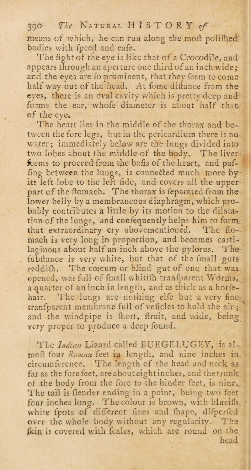means of which, he can run along the moil poliflied bodies with fpeed and eafe. The light of the eye is like that of a Crocodile, and appears through an aperture one third of an inch wideb¬ and the eyes are fo prominent, that they feem to come half way out of the head. At fome diiiance from the- eyes, there is an oval cavity which is pretty deep and forms the ear, whofe diameter is about half that of the eye. The heart lies in the middle of the thorax and be¬ tween the fore legs, but in the pericardium there is no^ water; immediately below are the lungs divided into two lobes about the middle of the body. The liver feems to proceed from the balis of the heart, and paf- fing between the lungs, is connected much more by- its left lobe to the left lide, and covers all the upper part of the flomach. The thorax is feparated from the lower belly by a membraneous diaphragm, which pro¬ bably contributes a little by its motion to the dilata¬ tion of the lungs, and confequently helps him to form that extraordinary cry aboveraentioned. The flo- raach is very long in proportion, and becomes carti¬ laginous about half an inch above the pylorus. The fubftance is very white, but that of the frnall guts reddifh. The ccecum or blind gut of one that was opened, was full of frnall whitifh transparent Worms, a quarter of an inch in length, and as thick as a horfe- hair. The lungs are nothing elfe but a very fine tranfparent membrane full of veficles to hold the air ; and the windpipe is fhort, ftfait, and wide, being very proper to produce a deep found. The Indian Lizard called BUEGELUGSY, is aU moil four Roman feet in length, and nine inches in. circumference. The length of the head and neck as far as the forefeet, areabouteightinches, and thetrunk of the body from the fore to the hinder feet, is nine.. The tail is flender ending in a point, being two feet four inches long. The colour is brown, with blueifh white fpots of different fizes and fhape, difperfed over the whole body without any regularity. The jfkin is covered with fcales, which are round on the head