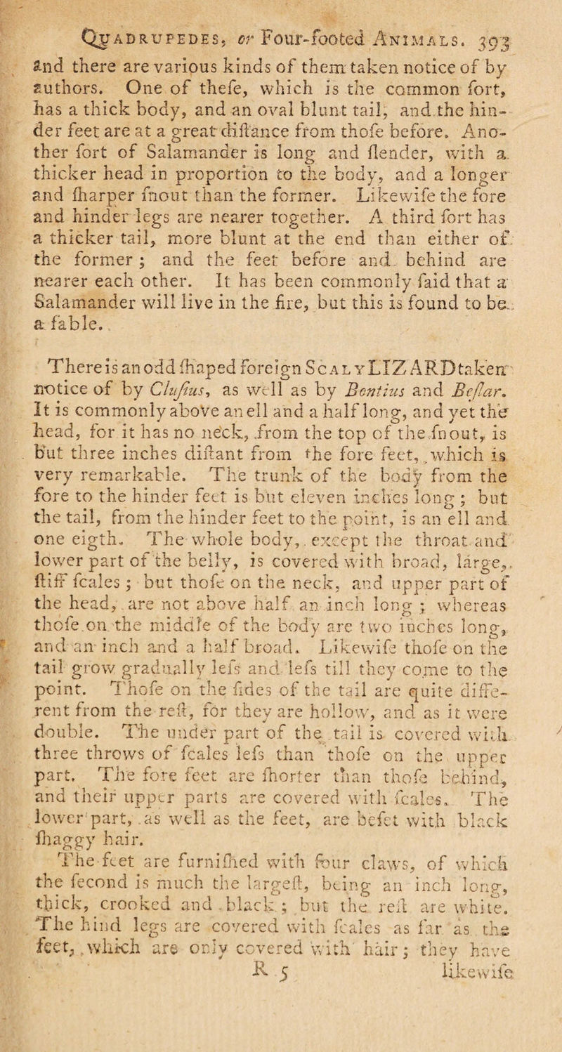 2-nd there are various kinds of them, taken notice of by authors. One of thefe, which is the common fort, has a thick body, and an oval blunt tail, and the hin¬ der feet are at a great cKftance from thofe before. Ano¬ ther fort of Salamander is long and {lender, with a thicker head in proportion to the body, and a longer and {harper mo tit than the former. Likewifethe fore and hinder legs are nearer together. A third fort has a thicker tail, more blunt at the end than either of the former; and the feel: before and behind are nearer each other. It has been commonly (aid that a Salamander will live in the fire, but this is found to be a fable. There is an odd fhaped foreign Sc al yLXZ ARDtaken notice of by Clu/ius, as well as by Bontius and Bcf!ar. It is commonly above an ell and a half long, and yet the head, for it has no neck, .from the top of the fnout, is Hut three inches diftant from the fore feet, which is very remarkable. The trunk of the body from the fore to the hinder feet is but eleven inches long ; but the tail, from the hinder feet to the point, is an ell and one eigth. The whole body, except the throat and lower part of the belly, is covered with broad, large,, ftifr feales; but thofe on the neck, and upper part of the head, are not above half an inch long ; whereas thofe.on the middle of the body are two inches long, and an inch and a half broad. Like wife thofe on the tail grow gradually lei's and lefs till they come to the point. Thofe on the Tides of the tail are quite diffe¬ rent from the reft, for they are hollow, and as it were double. The under part of the tail is covered with three throws of feales lefs than thofe on the upper part. Tire fore feet are fhorter than thofe behind* and their upper parts are covered with feales.. The lower part, as well as the feet, are befet with black fhaggy hair. The Let are furnifhed with four claws, of which the fecond is much the largeft, being an inch long, thick, crooked and . black ; but the reft are white. The h ind legs are covered with feales as far. as the feet, swhich are orfty covered with hair; they have Ff 5 like wife