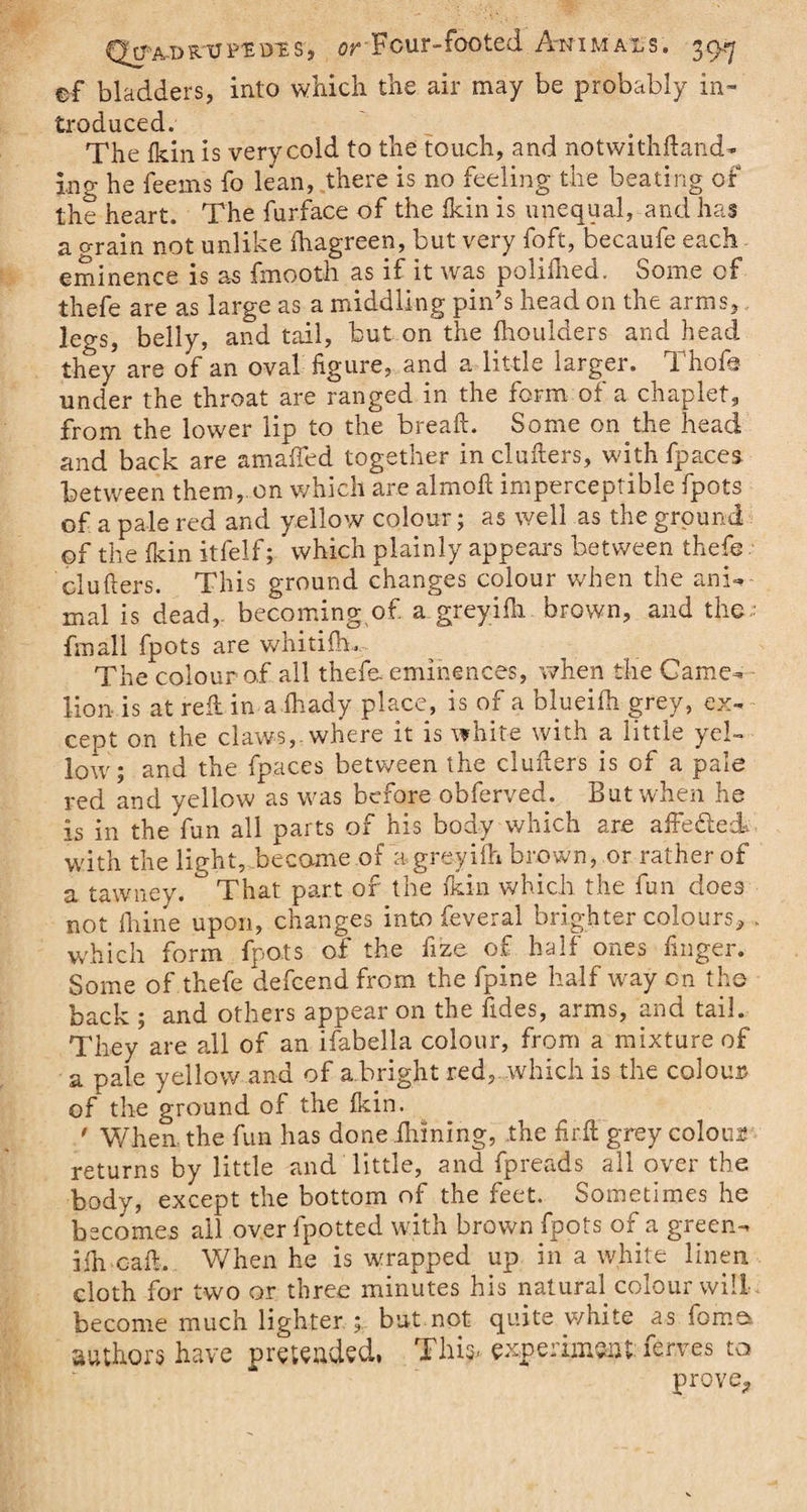 ef bladders, into which the air may be probably in¬ troduced. The {kin is very cold to the touch, and notwithstand¬ ing he feeins fo lean, there is no feeling the beating of the heart. The furface of the fkin is unequal, and has a G-rain not unlike fhagreen, but very foft, becaufe each eminence is as fmooth as if it was poliilied. Some of thefe are as large as a middling pin’s head 011 the arms, legs, belly, and tail, but on the fhoulders and head they are of an oval figure, and a little larger. Thof@ under the throat are ranged in the form of a chaplet, from the lower lip to the bread. Some on the head and back are amafied together in clufiers, with fpaces between them, on which are almofi imperceptible fpots of a pale red and yellow colour; as well as the ground of the fkin itfelf; which plainly appears between thefe clufiers. This ground changes colour when the ani¬ mal is dead, becoming of. a greyifh brown, and the;; fmall fpots are whitifh,. The colour of all thefe. eminences, when the Game- lion is at refi in aihady place, is of a blueifii grey, ex¬ cept on the claws,, where it is white with a little yel¬ low; and the fpaces between the clufiers is of a pale red and yellow as was before obferved. But when he is in the fun all parts of his body which are afFe&amp;eck with the light, became of a greyifh brown, or rather of a tawney. ° That part of the fkin which the fun does not fhine upon, changes into feveral brighter colours, which form fpots of the iize of half ones finger. Some of thefe defcend from the fpine half way on the back ; and others appear on the fides, aims, and tail. They are all of an ifabella colour, from a mixture of a pale yellow ana of a bright red, which is the colour, of the ground of the fkin. • When, the fun has done firming, the firfi grey colour returns by little and little, and fpreads all over the body, except the bottom of the feet. Sometimes he becomes ail over fpotted with brown fpots of a green- ifh cafi. When he is wrapped up in a white linen cloth for two or three minutes his natural colour will become much lighter ; but not quite white as feme* authors have pretended, This- experiment ferves to prove.,