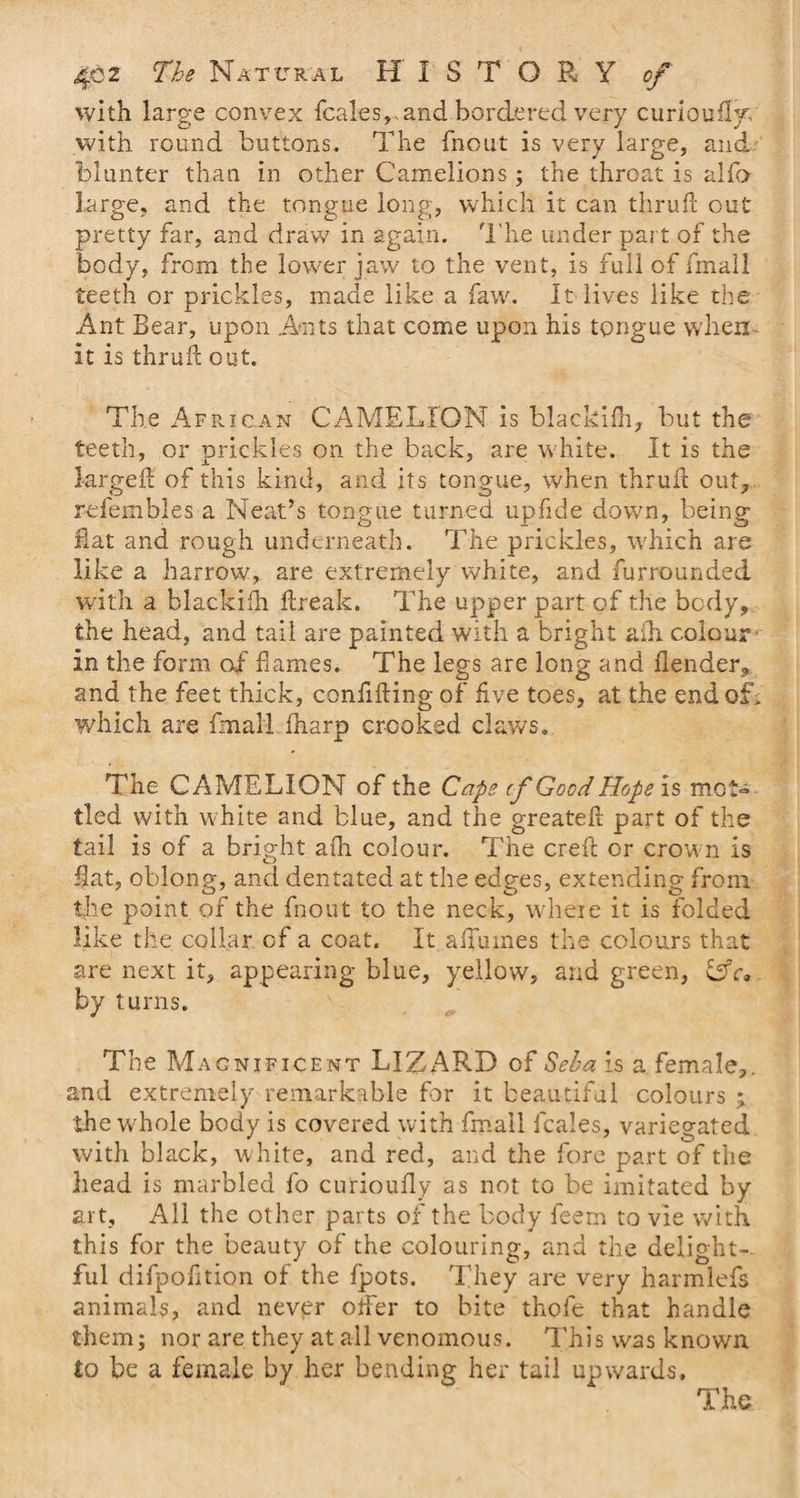 with large convex fcales, and bordered very curioufly, with round buttons. The fnout is very large, and blunter than in other Camelions ; the throat is alfo large, and the tongue long, which it can thru ft out pretty far, and draw in again. The under part of the body, from the lower jaw to the vent, is full of fmall teeth or prickles, made like a faw. It lives like the Ant Bear, upon Ants that come upon his tongue when- it is thruft out. The African CAMELION is blackifh, but the teeth, or prickles on the back, are white. It is the largeft of this kind, and its tongue, when thruft out, refembles a Neat’s tongue turned upfide down, being flat and rough underneath. The prickles, which are like a harrow, are extremely white, and furrounded with a blackifh ftreak. The upper part of the body, the head, and tail are painted with a bright afti colour' in the form of flames. The legs are long and (lender, and the feet thick, conflfting of five toes, at the end of, which are fmall lharp crooked claws. The CAMELION of the Cape cf Good Hope is mot¬ tled with w hite and blue, and the greateft part of the tail is of a bright afh colour. The creft or crown is flat, oblong, and dentated at the edges, extending from the point of the fnout to the neck, where it is folded like the collar of a coat. It aftumes the colours that are next it, appearing blue, yellow, and green, ffV, by turns. The Magnificent LIZARD of Seba is a.female,, and extremely remarkable for it beautiful colours ; the whole body is covered with fmall fcales, variegated with black, white, and red, and the fore part of the head is marbled fo curioufly as not to be imitated by art, All the other parts of the body Teem to vie with this for the beauty of the colouring, and the delight¬ ful difpofition of the fpots. They are very harmlefs animals, and never ofter to bite thole that handle them; nor are they at all venomous. This was known to be a female by her bending her tail upwards. The