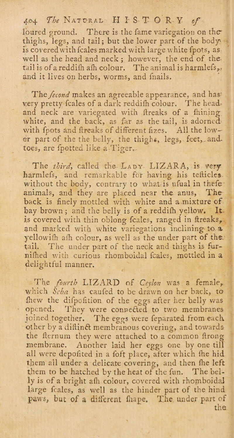 loured ground. There is the fame variegation on the* thighs, legs, and tail; but the lower part of the body • is covered with fcales marked with large white fpots, as well as the head and neck; however, the end of the tail is of a reddifh afh colour. The animal is harmlefs,, and it lives on herbs, worms, and fnails. The fecond makes an agreeable appearance, and has' very pretty fcales of a dark reddifh colour. The head and neck are variegated with flreaks of a fnining white, and the back, as far as the tail, is adorned with foots and ftreaks of different fizes. All the low¬ er part of the the belly, the thigh*, legs, feet,,and- toes, are fpotted like a Tiger, The third, called the Lady LIZARA, is very harmlefs, and remarkable for having his tellicles without the body, contrary to what is ufual in thefe animals, and they are placed near the anus, The back is finely mottled with white and a mixture of bay brown ; and the belly is of a reddifh yellow. It Is covered with thin oblong fcales, ranged in ftreaks,. and marked with white variegations inclining to a yellowifh aih colour, as well as the under part of the. tail. The under part of the neck and thighs is fur- niflied with curious rhomboidal fcales, mottled in a delightful manner. The fourth LIZARD of Ceylon was a female, which Scba has caufed to be drawn on her back, to ftiew the difpolition of the eggs after her belly was opened. They were connected to two membranes joined together. The eggs were feparated from each other by a diftinft membranous covering, and towards the fternum they were attached to a common ftrong membrane. Another laid her eggs one by one till all were depofited in a foft place, after which fhe hid them all under a delicate covering, and then fhe left them to be hatched by the heat of the fun. The bel¬ ly is of a bright afli colour, covered with rhomboidal large fcales, as well as the hinder part of the hind paws, but of a different fnape. The under part of