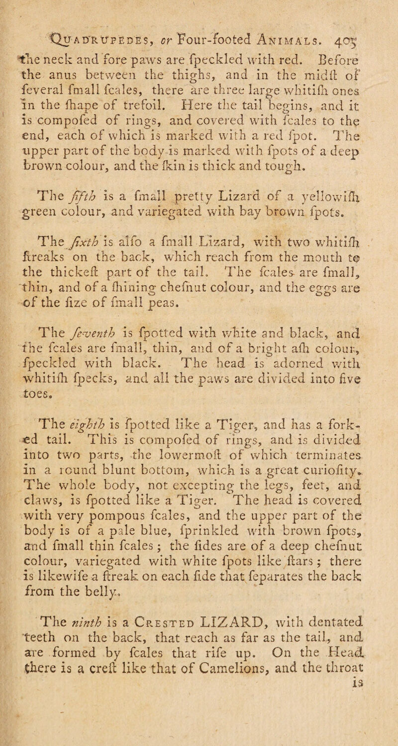 tne neck and fore paws are fpeckled with red. Before the anus between the thighs, and in the midil of feveral fmall fcales, there are three large whitifh ones in the fhape of trefoil. Here the tail begins, and it is compofed of rings, and covered with fcales to the end, each of which is marked with a red fpot. The upper part of the body is marked with fpots of a deep brown colour, and the fein is thick and tough. The fifth is a fmall pretty Lizard of a yellowifh green colour, and variegated with bay brown fpots. The Jixth is alfo a fmall Lizard, with two whitifh Freaks on the back, which reach from the mouth t© the thicked part of the tail. The fcales are fmall, thin, and of a Alining chefnut colour, and the eggs are of the fize of fmall peas. The fenjenth is fpotted with white and black, and the fcales are Imall, thin, and of a bright afh colour, fpeckled with black. The head is adorned with whitifh fpecks, and all the paws are divided into five toes. The eighth is fpotted like a Tiger, and has a fork¬ ed tail. This is compofed of rings, and is divided into two parts, the lowermod of which terminates in a round blunt bottom, which is a great curiofity. The whole body, not excepting the legs, feet, and claws, is fpotted like a Tiger. The head is covered with very pompous fcales, and the upper part of the body is of a pale blue, fprinkled with brown fpots, and fmall thin fcales; the fides are of a deep chefnut: colour, variegated with white fpots like liars; there is likewife a ftreak on each fide that feparates the back from the belly. The ninth is a Crested LIZARD, with dentated teeth on the back, that reach as far as the tail, and are formed by fcales that rife up. On the Head there is a creft like that of Camelions, and the throat is