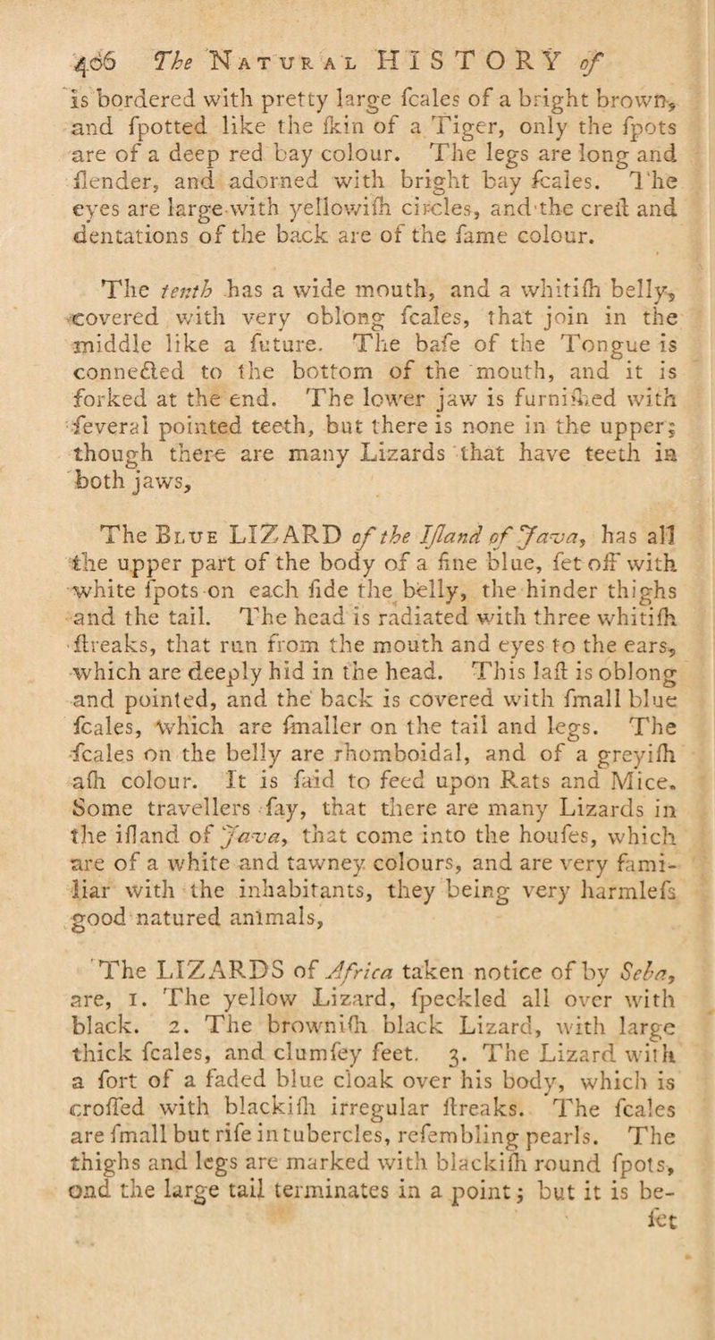 is bordered with pretty large fcales of a bright brown* and fpotted like the Ik in of a Tiger, only the fpots are of a deep red bay colour. The legs are long and Bender, and adorned with bright bay fcales. The eyes are large with yellowim circles, and-the creil and dentations of the back are of the fame colour. The tenth has a wide mouth, and a whitifh belly, covered with very oblong fcales, that join in the middle like a future. The bafe of the Tongue is connected to the bottom of the mouth, and it is forked at the end. The lower jaw is furnifhed with fever a 1 pointed teeth, but there is none in the upper; though there are many Lizards that have teeth ia both jaws. The Blue LIZARD of the If and of Java, has all the upper part of the body of a fne blue, fet off with white fpots on each fide the belly, the hinder thighs and the tail. The head is radiated with three whitifh Breaks, that run from the mouth and eyes to the ears, which are deeply hid in the head. This lad is oblong and pointed, and the back is covered with fmall blue fcales, which are {mailer on the tail and legs. The fcales on the belly are rhomboidal, and of a greyifh a Hi colour. It is faid to feed upon Rats and Mice. Some travellers fay, that there are many Lizards in the ifland of Java, that come into the houfes, which are of a white and tawney colours, and are very fami¬ liar with the inhabitants, they being very harmlefs good natured animals, The LIZARD’S o£ Africa taken notice of by Seha, are, i. The yellow Lizard, fpeckled all over with black. 2. The brownish black Lizard, with large thick fcales, and clumfey feet. 3. The Lizard with a fort of a faded blue cloak over his body, which is eroded with blackilh irregular ftreaks. The fcales are fmall but rife in tubercles, refembling pearls. The thighs and legs are marked with blackilh round fpots, ond the large tail terminates in a point; but it is he¬ lot