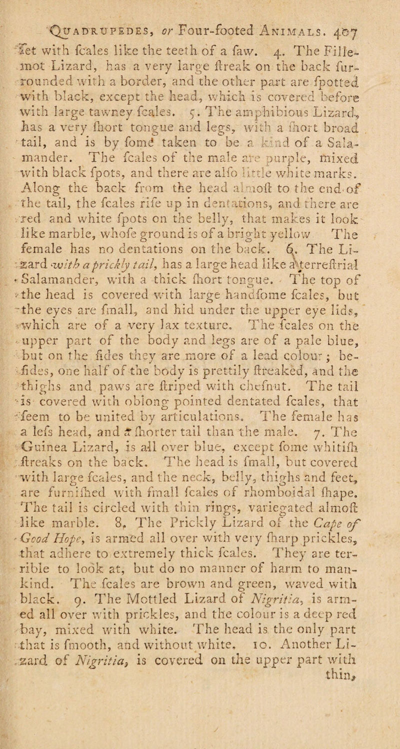 fet with fcales like the teeth of a faw. 4. The Fille- mot Lizard, has a very large break on the back fur- rounded with a border, and the other part are fpotted with black, except the head, which is covered before with large tawney fcales. 5. The amphibious Lizard-, has a very fhort tongue and legs, with a fhort broad tail, and is by form! taken to be a kind of a Sala¬ mander. The fcales of the male are purple, mixed with black fpots, and there are alfo little white marks. Along the back from the head a roll to the end of the tail, the fcales rife up in dentations, and there are red and white fpots on the belly, that makes it look like marble, whofe ground is of a bright yellow The female has no dentations on the back. 6. The Li- sard with a prickly tail, has a large head like a‘terrebrial «• Salamander, with a thick fhort tongue. The top of the head is covered with large handfome fcales, but the eyes are fmall, and hid under the upper eye lids, .which are of a very lax texture. The fcales on the upper part of the body and legs are of a pale blue, but on the tides they are more of a lead colour; be- ; Tides, one half of the body is prettily ftreaked, and the thighs and paws are ftriped with chefnut. The tail •is covered with oblong pointed dentated fcales, that 'Teem to be united by articulations. The female has a lefs head, and S'fhorter tail than the male. 7. The Guinea Lizard, is all over blue, except fome whitifh breaks on the back. The head is fmall, but covered with large fcales, and the neck, belly, thighs and feet, are furnifhed with fmall fcales of rhomboidal fhape. The tail is circled with thin rings, variegated almofl like marble. 8, The Prickly Lizard of the Cape of ■ Good Hope, is armed all over with very fharp prickles, that adhere to extremely thick fcales. They are ter¬ rible to look at, but do no manner of harm to man¬ kind. The fcales are brown and green, waved with black. 9. The Mottled Lizard of Nigritia, is arm¬ ed all over with prickles, and the colour is a deep red bay, mixed with white. The head is the only part that is fmooth, and without white, 10. Another Li¬ zard of Nigritia3 is covered on the upper part with thin*