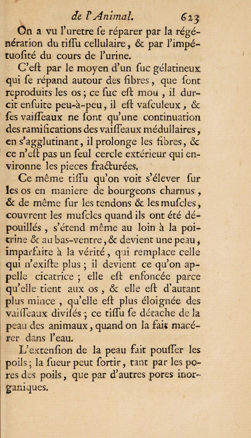 de F Animal. On a vu l’uretre fe réparer par la régé¬ nération du tiffu cellulaire, & par fimpé- tuofité du cours de l’urine. C’eft par le moyen d’un fuc gélatineux qui fe répand autour des fibres, que font reproduits les os ; ce fuc eft mou , il dur¬ cit enfuite peu-à-peu, il eft vafculeux., & fes vaiffeaux ne font qu’une continuation des ramifications des vaiffeaux médullaires, en s’agglutinant, il prolonge les fibres, & ce n’eft pas un feul cercle extérieur qui en¬ vironne les pièces fracturées. Ce même tiffu qu’on voit s’élever fur les os en maniéré de bourgeons charnus , ôc de même fur les tendons & les mufcles, couvrent les mufcles quand ils ont été dé¬ pouillés , s’étend même au loin à la poi¬ trine & au bas-ventre, & devient une peau, imparfaite a la vérité, qui remplace celle qui n’exifte plus ; il devient ce qu’on ap¬ pelle cicatrice ; elle eft enfoncée parce qu’elle tient aux os , & elle eft d'autant plus mince , qu’elle eft plus éloignée des vaiffeaux divifés ; ce tiffu fe détache de la peau des animaux, quand on la fait macé¬ rer dans l’eau. I/extenfion de la peau fait pouffer les poils ; la fueur peut fôrtir, tant par les po¬ res des poils, que par d’autres pores inor¬ ganiques.
