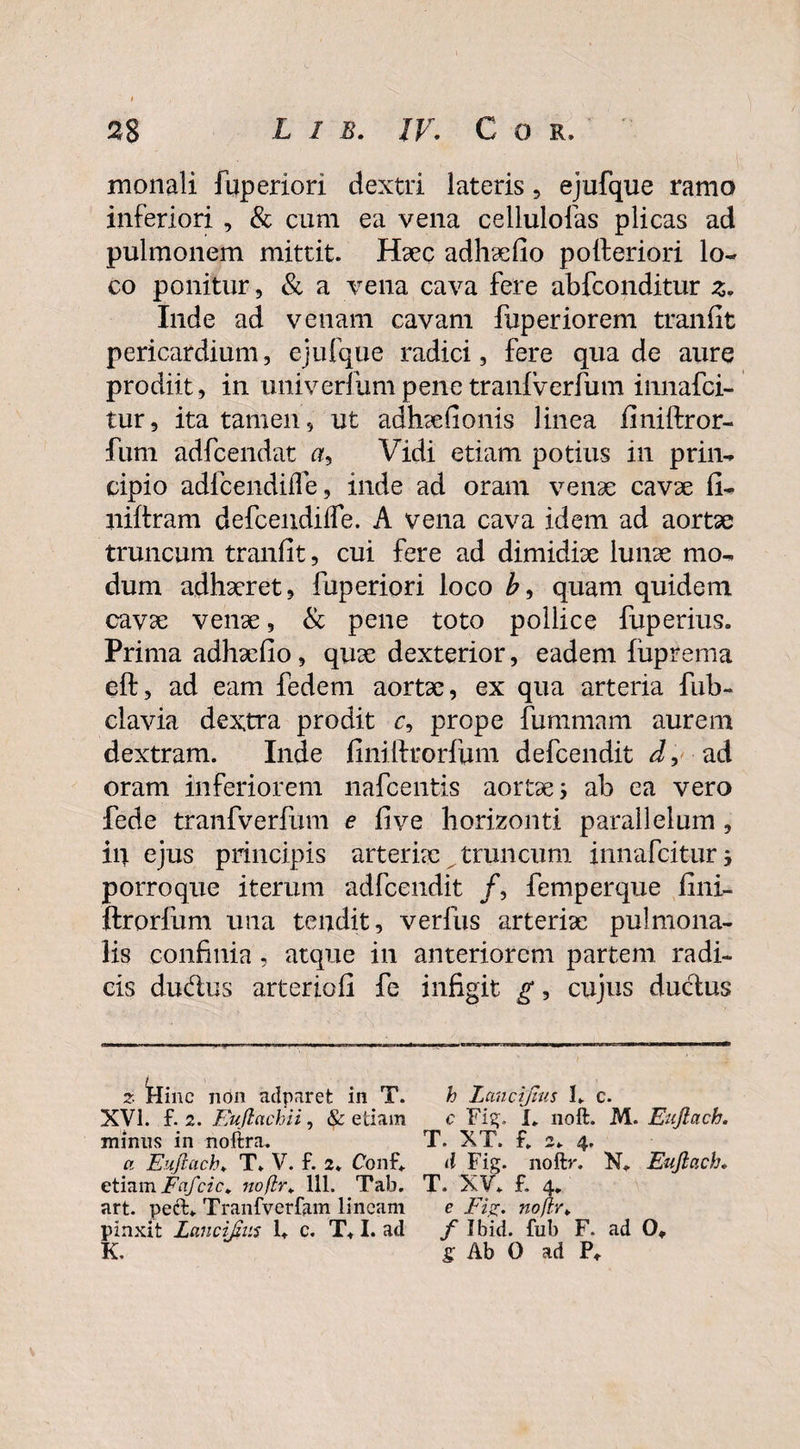 monali fuperiori dextri lateris, ejufque ramo inferiori , & cum ea vena cellulofas plicas ad pulmonem mittit. Hxc adhxfio pofteriori lo¬ co ponitur, & a vena cava fere abfconditur z. Inde ad venam cavam fuperiorem tranfit pericardium, ejufque radici, fere qua de aure prodiit, in univerfumpenetranlverfum innafci- tur, ita tamen, ut adhxfionis linea finiftror- fum adfcendat a. Vidi etiam potius in prin¬ cipio adlcendifle, inde ad oram venae cavae fi- niftram defcendiffe. A vena cava idem ad aortae truncum tranfit, cui fere ad dimidix Iunx mo¬ dum adhxret, fuperiori loco b9 quam quidem cavx venx, & pene toto pollice fuperius. Prima adhxfio, qux dexterior, eadem fuprema eft, ad eam fedem aortx, ex qua arteria fub- clavia dextra prodit r, prope fummam aurem dextram. Inde finiilrorfum defcendit d, ad oram inferiorem nafcentis aortx 5 ab ea vero fede tranfverfum e fi ve horizonti parallelum , in ejus principis arterix truncum innafciturj porro que iterum adfcendit /, femperque fini- ftrorfum una tendit, verfus arterix pulmona¬ lis confinia , atque in anteriorem partem radi¬ cis du&us arteriofi fe infigit g, cujus ductus z Hinc non adparet in T. h Lancijtus 1. c. XVi. f. 2. Fuflachii, & etiam c Fig. I. noft. M. Etijlach. minus in noftra* T. XT. f» 2* 4. a Eujluch» T. V. f. 2. Conf* d Fig. noftr. N* Euflach♦ etiam Fafcic. noftr. 111. Tab. T. XV* £ 4* art. peft* Tranfverfam lineam e Fig. noftr* pinxit Lancifius 1* c. T* I. ad f Ibid. fub F. ad O, K. g Ab O ad P,