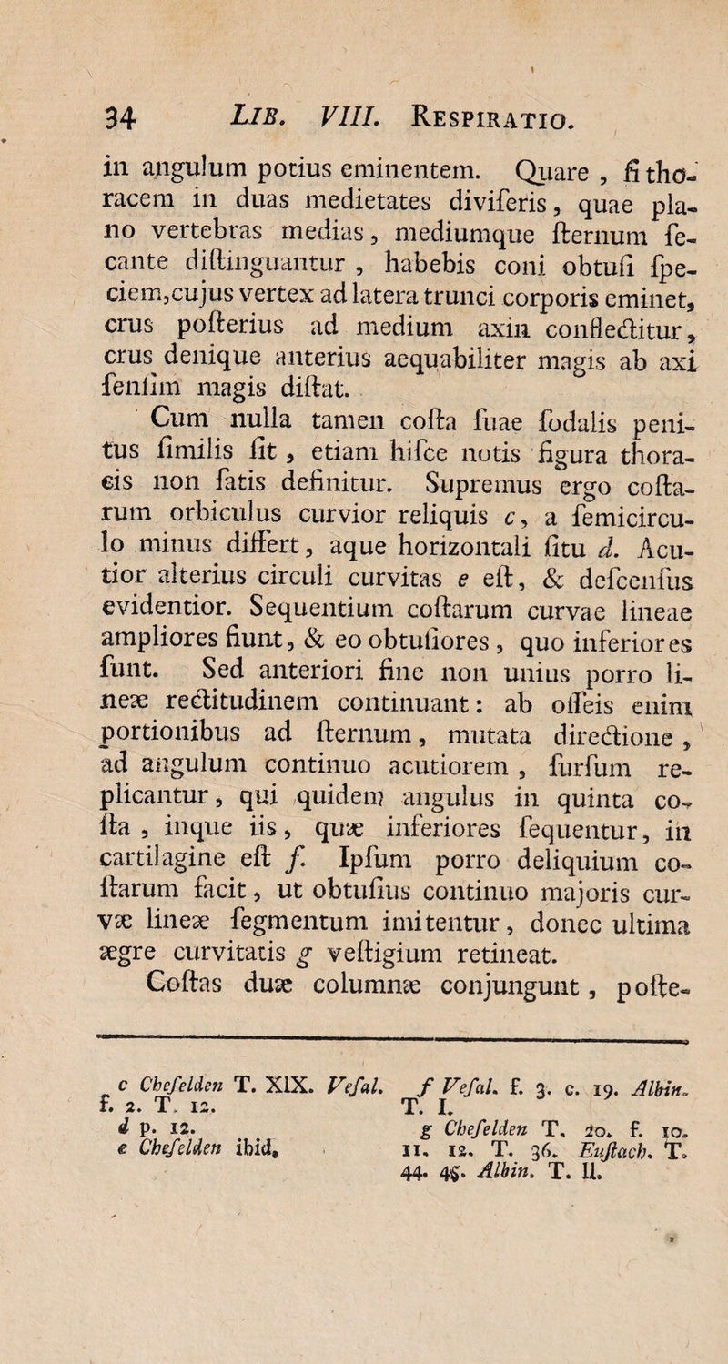 in angulum potius eminentem. Quare , fi tho¬ racem in duas medietates diviferis, quae pla¬ no vertebras medias, mediumque fternum fe- cante diftmguantur , habebis coni obtufi fpe- ciem,cujus vertex ad latera trunci corporis eminet, crus pofterius ad medium axin confleditur, crus^ denique anterius aequabiliter magis ab axi feniim magis diftat. Cum nulla tamen colla fuae fodalis peni¬ tus fimiiis fit, etiam hifce notis figura thora¬ cis non fatis definitur. Supremus ergo colla¬ rum orbiculus curvior reliquis c, a femicircu- lo minus differt, aque horizontali litu d. Acu¬ tior alterius circuli curvitas e elt, & defcenfus evidentior. Sequentium collarum curvae lineae ampliores fiunt, & eo obtufiores , quo inferiores funt. Sed anteriori fine non unius porro li¬ neae reditudinem continuant: ab offeis enim portionibus ad fternum, mutata diredione , ad angulum continuo acutiorem , furfum re¬ plicantur , qui quidem angulus in quinta co-, fta , inque iis, quae inferiores fequentur, in cartilagine eft /. Ipfiim porro deliquium co¬ llarum facit, ut obtufius continuo majoris cur¬ vae linese fegmentum imitentur, donec ultima aegre curvitatis g veftigium retineat. Coftas duae columnae conjungunt, pofte- c Cbefelden T. XIX. Vefal. f. 2. T, 12. d p. 12. e Cbefelden ibi4. f Fefal. f. 3. c. 19. Albin, T. I. g Cbefelden T, io. f. 10. 11. 12. T. 36. Eujlacb. T» 44. 4£> Alhin. T. U.