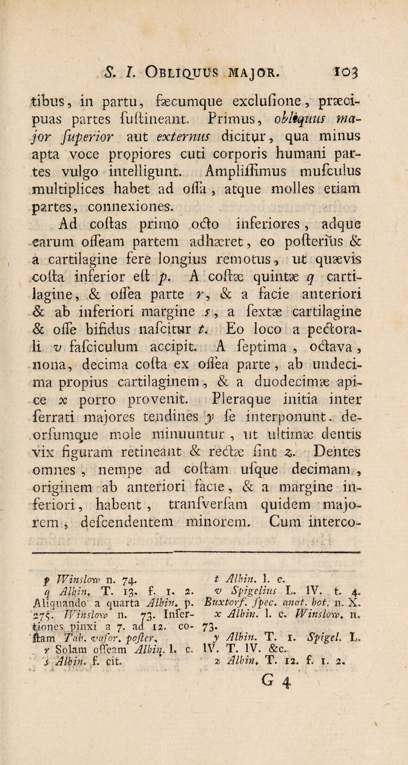 tibus, in partu, fsecumque exclulione, prseoi- puas partes fu (tineant. Primus, obliquus ma¬ jor fuperior aut externus dicitur, qua minus apta voce propiores cuti corporis humani par¬ tes vulgo intelligunt. Ampliffimus mufculus multiplices habet ad oha , atque molles etiam partes, connexiones. Ad collas primo odo inferiores, adque earum olfeam partem adhaeret, eo pofterius & a cartilagine fere longius remotus, ut quaevis coita inferior e(t p. A cofbe quintae q carti¬ lagine, & oifea parte r, & a facie anteriori & ab inferiori margine s, a fextae cartilagine & oife bifidus nafcitur t. Eo loco a pedora- li v fafciculum accipit. A feptima , odava , nona, decima colla ex oilea parte, ab undeci¬ ma propius cartilaginem , & a duodecimae api¬ ce x porro provenit. Pleraque initia inter ferrati majores tendines y fe interponunt, de- orfumqtie mole minuuntur , ut ultimae dentis vix figuram retineant & redae fint Z- Dentes omnes , nempe ad collam ulque decimam , originem ab anteriori facie, & a margine in¬ feriori, habent, tranfverfam quidem majo¬ rem , defcendentem minorem. Cum interco- f Win s lore n. 74. q Alhin* T. 13. f. I. 2. Aliquando a quarta Alhin* p. 275. Wihsloro n. 73. Infer- tiones pinxi a 7. ad 12. co¬ llam T oh. vafor* pofter, r Solam offeam Alhin. 1. c, s Alhin. f. cit. t Alhin. 1. c. rv Spigelius L. IV. t. 4. Buxtorf. fpec. an at. hot. n. X. x Alhin. 1. c. Winslow. n. 73* y Alhin. T. 1. Spigel. L. IV. T. IV. &c. 2; Alhin♦ T. 12. f. 1. 2.