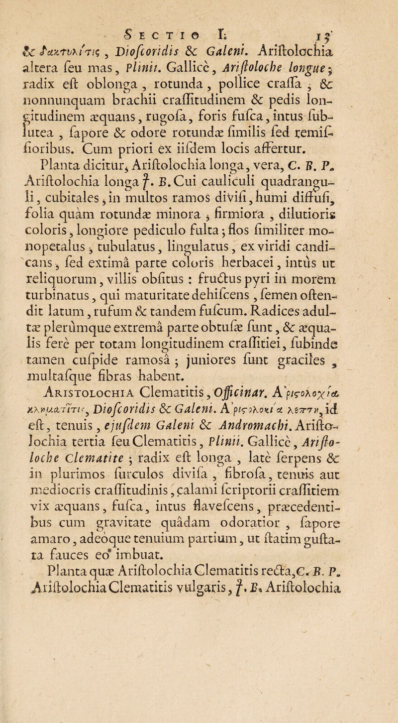 Sectio L . if Zaxtbuiic, , Biofcondis Sc Galeni. Ariftolociiia altera feu mas, Plinii. Gallice, Ariftoloche longue; radix eft oblonga , rotunda, pollice crafla , nonnunquam brachii craffitudinem Sc pedis lon¬ gitudinem aequans, rugofa, foris fufca, intus fub- lutea , fapore Sc odore rotundae fimilis fed terniG fioribus. Cum priori ex iiidem locis affertur. Planta dicitur* Ariflolochia longa, vera, C. fi. P„ Ariflolochia longa f. E. Cui cauliculi quadrangu¬ li, cubitales*in multos ramos divili,humi diffufi, folia quam rotundae minora * firmiora , dilutioris coloris, longiore pediculo fulta; flos fimiliter mo- nopetalus * tubulatus, lingulatus, ex viridi candi¬ cans* fed extima parte coloris herbacei, intus ut reliquorum, villis oblitus : frudluspyri in morem turbinatus, qui maturitate dehiicens, femen often- dit latum, rufum & tandem fulcum. Radices adul¬ ta plerumque extrema parte obtufae funt, Sc aequa¬ lis fere per totam longitudinem craflitiei, fubinde tamen cufpide ramosa ; juniores funt graciles , multafque fibras habent. Aristolochia Clematitis,Officinar. Ap/s-oAox** KXvu&TiTtsy Diofcoridis Sc Galeni. A p^okokih xg/r?»*, id eft, tenuis, ejufdem Galeni Sc Androniachi. Arifto- lochia tertia feu Clematitis, Plinii. Gallice, Arifto¬ loche clcmatite ; radix eft longa , late ferpens Sc in plurimos furculos divifa , fibrofa, tenuis aut mediocris craflitudinis, calami lcriptorii craflitiem vix aequans, fufca, intus flavefeens, praecedenti¬ bus cum gravitate quadam odoratior , fapore amaro, adeoque tenuium partium, ut ftatim gufta- ta fauces eoe imbuat. Planta quae Ariflolochia Clematitis refla,C. B. P. Ariflolochia Clematitis vulgans* f. B* Ariflolochia