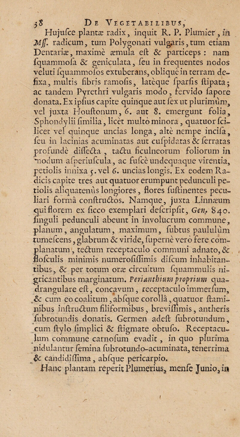 Hujufce planta radix, inquit R. P. Plumier, in Mjf. radicum, tum Polygonati vulgaris,tum etiam Dentarias, maxime asmula eft Sc particeps : nam fquammofa & geniculata, feu in frequentes nodos veluti fquammofos extuberans, oblique in terram de¬ fixa, multis fibris ramofis, lateque fparfis flipata; ac tandem Pyrethri vulgaris modo, fervido fapore donata. Ex i piius capite quinque aut fex ut plurimum, vel juxta Houftenum, 6. aut 8. emergunt folia, Sphondylii fimilia, licet multo minora, quatuor fci- licet vel quinque uncias longa, alte nempe incila, feu in lacinias acuminatas aut cufpidatas & ferratas profunde difle&a , tadtu ficulneorum foliorum in modum afperiufcula, ac fufee undequaque virentia, petiolis innixa 5. vel 6. uncias longis,.Ex eodem Ra¬ dicis capite tres aut quatuor erumpunt pedunculi pe¬ tiolis aliquatenus longiores, flores fuftinentes pecu¬ liari forma conftrudbos. Namque, juxta Linnaeum qui florem ex ficco exemplari defcripfit, Gen. 840. finguli pedunculi abeunt in involucrum commune, planum , angulatum, maximum, fubtus paululum tumefeens, glabrum & viride, fuperne vero fere com¬ planatum , tedfcum receptaculo communi adnato, Sc nofculis minimis numerofiilimis difeum inhabitan¬ tibus, & per totum orae circuitum fquammulis ni¬ gricantibus marginatum. Perianthium proprium qua¬ drangulare efl, concavum, receptaculoimmerfum, Sc cum eo coalitum, abfque corolla, quatuor flami¬ nibus inftru&um filiformibus, brevimmis, antheris fubrotundis donatis. Germen adefl fubrotundum, cum flylo fimplici 3c ftigmate obtufo. Receptacu¬ lum commune carnofum evadit, in quo plurima nidulantur femina fubrotundo-acuminata, tenerrima Sc candidiffima, abfque pericarpio. Hanc plantam reperit Plumerius, menfe Junio, in /r (