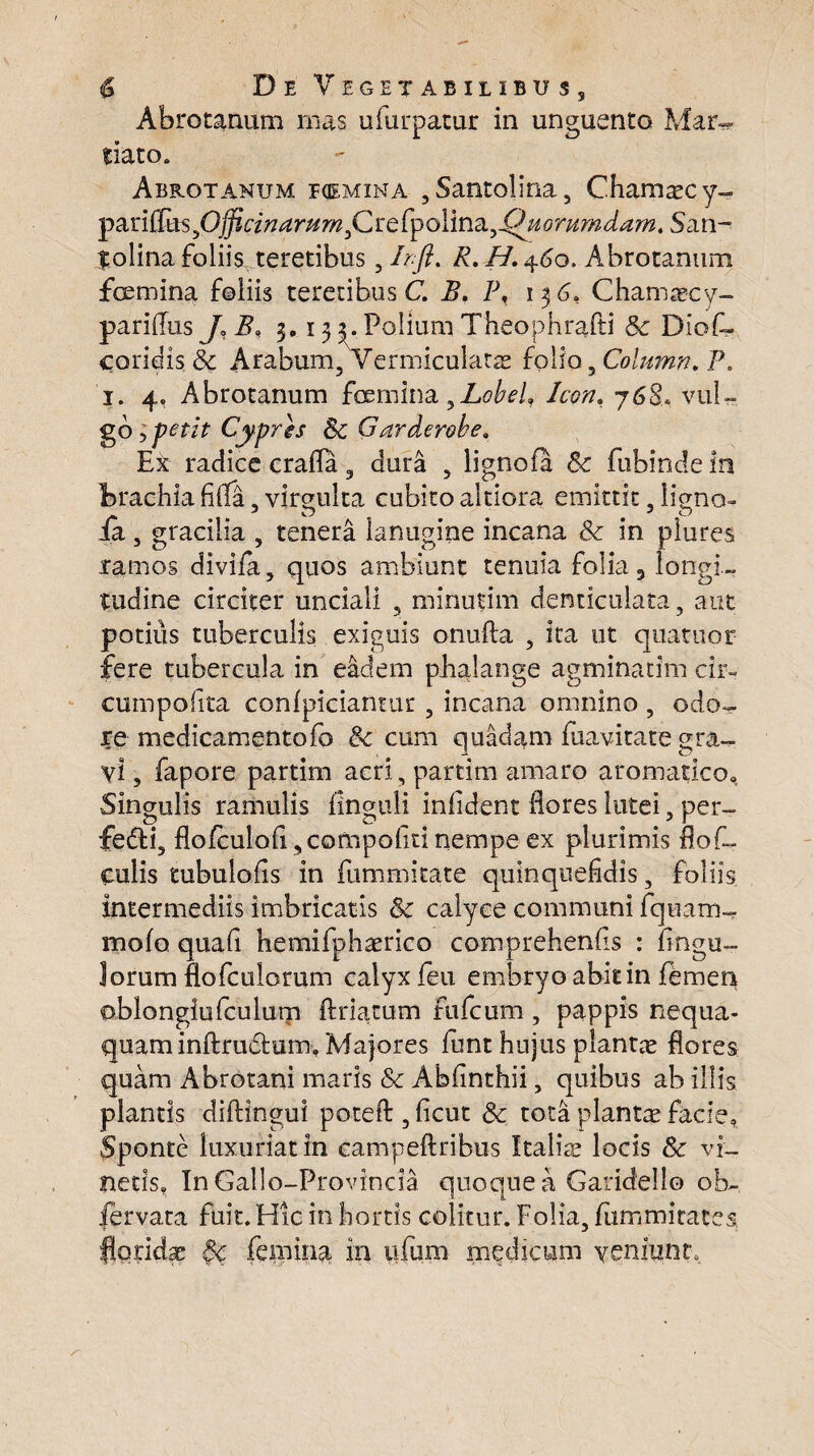 Abrotanum mas ufurpatur in unguento Mar-*- tiato. Abrotanum foemina , Santolina, Cham^cy- pariEus,Ojftcinarnm^Crefpolina^-QMommdamt San~ Tolina foliis Teretibus, Irft. R. H. 460. Abrotanum femina foliis teretibus C. B. 1\ 13 6« Chamaecy- parilius J*Ba 3.133.PoliumTheophrafti Se Diof- coridis Se Arabum, Vermiculata folio, Column. P. 1. 4, Abrotanum femina ^Lobeh Icon, 76S, vul¬ go 3 petit Cypris 8c Garderohe, Et radice crafla, dura , lignofa & fubindein brachia fiffa, virgulta cubito altiora emittit, lieno- ia, gracilia , tenera lanugine incana & in plures ramos divifa, quos ambiunt tenuia folia 3 longi¬ tudine circiter unciali , minutim denticulata, aut potius tuberculis exiguis onufla , ita ut quatuor fere tubercula in eadem pbalange agminatim cir- cumpofita confpicianmr, incana omnino , odo¬ re medicamentofo Se cum quadam Eiavitate gra¬ vi , fapore partim acri, partim amaro aromatico» Singulis ramulis Enguii infident flores lutei, per- fedi, floiculob ,compoliti nempe ex plurimis flof- Culis tubuloEs in fummitate quinqueEdis, foliis intermediis imbricatis Se calyce communi fquam- molo quaE hemifphaerico comprehenfs : Engu- Jorum flofculorum calyx fen embryo abit in femen oblonglufculum ftriatum fufcum , pappis nequa¬ quam inftruifbum» Majores Emt hujus plantas flores quam Abrotani maris & Abfinthii, quibus ab illis plantis diftingui poteft,ficut Se tota planta facie, Sponte luxuriat in eampeftribus Italice locis & vi¬ netis, In Gallo-Provincia quoque a Garidello ob~ fervata fiik.Hic in hortis colitur. Folia, fummitate s florida Se femina in ufum medicum veniunt.