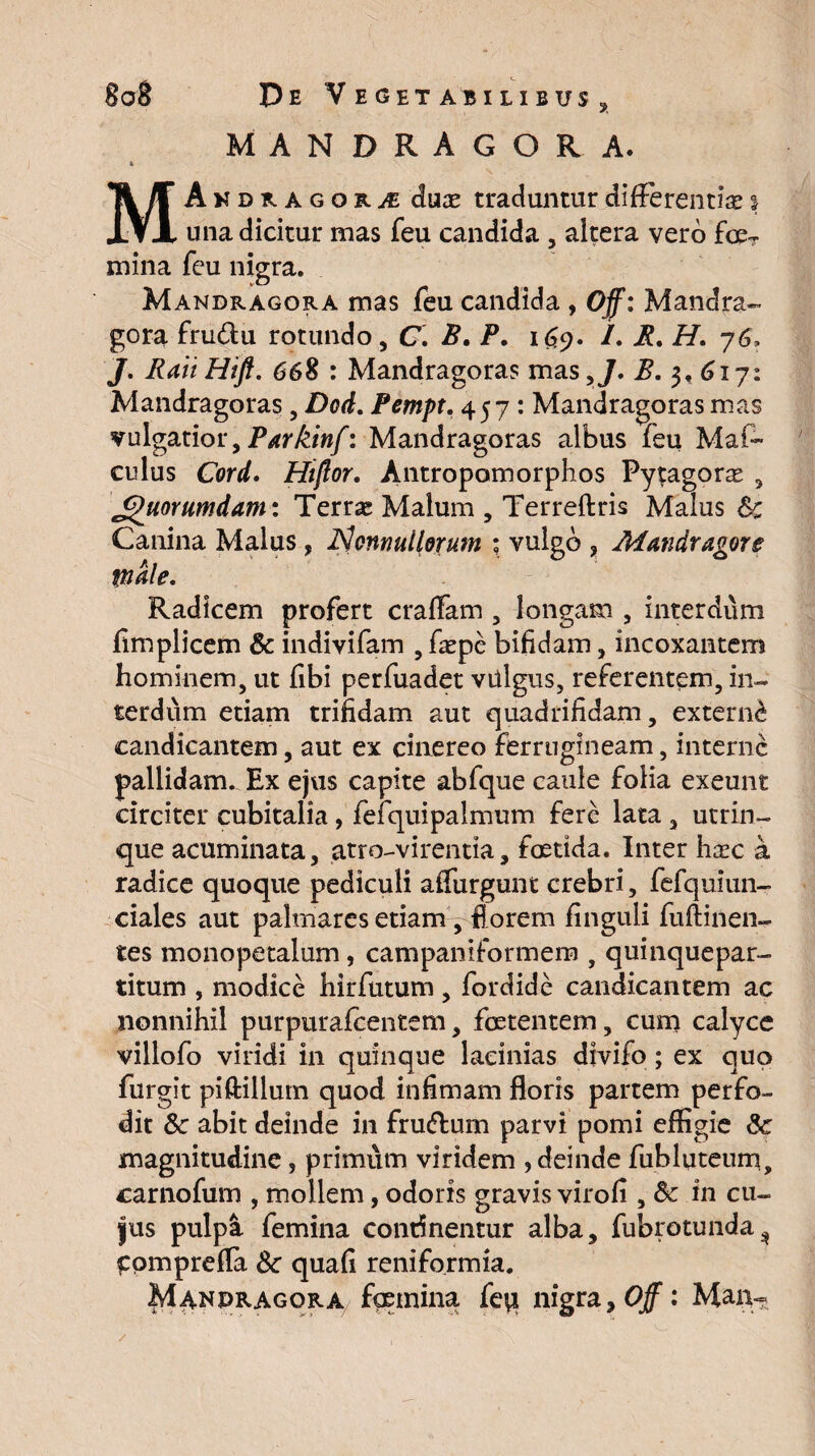 MANDRAGORA. Andragor^e duae traduntur differentiae i ifX una dicitur mas feu candida , altera vero foe~ mina feu nigra. Mandragora mas feu candida , 0/: Mandra¬ gora frudu rotundo, C. B. P. 169. /. B. H. 76, /. RaiiHift. 668 : Mandragoras mas,J. B. 617: Mandragoras , Dod. Pempt. 457 : Mandragoras mas vulgatior, Parkinf: Mandragoras albus feu Maf~ culus Cord. Htftor. Antropomorpbos Pytagors , Jguorumdam: Terrae Malum , Terreftris Malus Sc Canina Malus, Nonnullorum ; vulgo , Mundragore male. Radicem profert craffam , longam , interdum fimplicem & indivifam , faepe bifidam, incoxantem hominem, ut fibi perfuadet villgus, referentem, in¬ terdum etiam trifidam aut quadrifidam, externi candicantem, aut ex cinereo ferrugineam, interne pallidam. Ex ejus capite abfque caule folia exeunt circiter cubitalia, fefquipalmum fere lata , utrin- que acuminata, atro-virentia, foetida. Inter heee a radice quoque pediculi affurgunt crebri, fefquiun- ciales aut palmares etiam, florem finguli fuftinen- tes monopetalum, campaniformem , quinquepar¬ titum , modice hirfutum, fordide candicantem ac nonnihil purpurafeentem, foetentem, cum calyce villofo viridi in quinque lacinias divifo ; ex quo furgit piftiilurn quod infimam floris partem perfo¬ dit Sc abit deinde in frudlum parvi pomi effigie Sc magnitudine, primum viridem , deinde fuhluteum, carnofum , mollem, odoris gravis virofi , Sc in cu¬ jus pulpa femina continentur alba, fubrotunda^ gomprefla Sc quafi reniformia. Mandragora fcemina fep nigra, Off: Man-