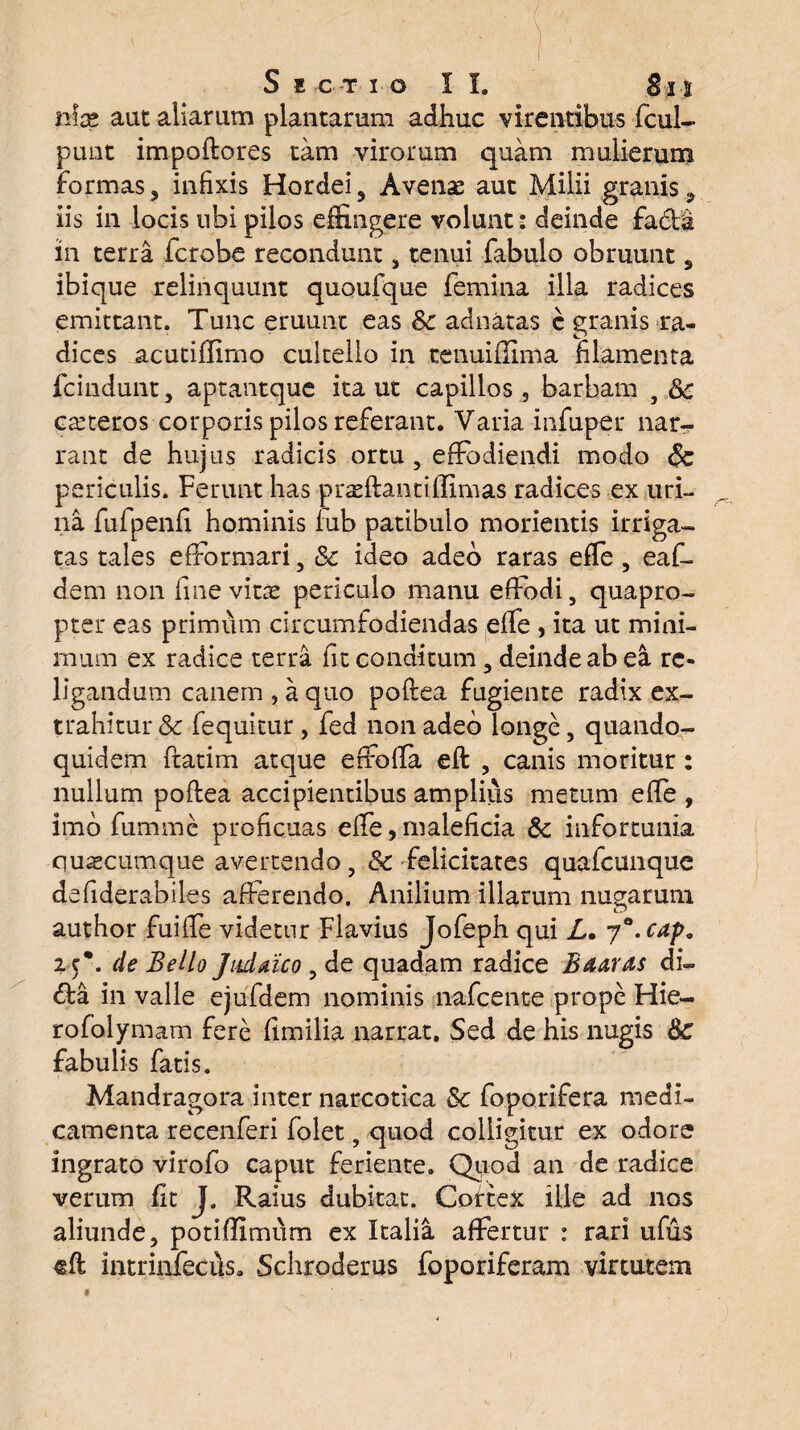 nfas aut aliarum plantarum adhuc virentibus fcul- puut impoftores tam virorum quam mulierum formas, infixis Hordei 3 Avenas aut Milii granis 9 iis in locis ubi pilos effingere volunt: deinde fa£fa in terra fcrobe recondunt, tenui fabulo obruunt, ibique relinquunt quoufque femina illa radices emittant. Tunc eruunt eas Sc adnatas e granis ra¬ dices acutiffimo cultello in tenuifUma filamenta fcindunt, aptantque ita ut capillos, barbam 5 &c casteros corporis pilos referant. Varia infuper nar¬ rant de hujus radicis ortu , effodiendi modo & periculis. Ferunt has praffiantiffimas radices ex uri¬ na fufpenfi hominis iub patibulo morientis irriga¬ tas tales efformari , Sc ideo adeo raras effe , eaf- dem non fine vitae periculo manu effodi, quapro¬ pter eas primum circumfodiendas effe , ita ut mini¬ mum ex radice terra fit conditum , deinde ab ea re¬ ligandum canem , a quo poftea fugiente radix ex¬ trahitur & fequitur , fed non adeo longe, quando¬ quidem ftatim atque effoffa eft , canis moritur: nullum poftea accipientibus amplius metum efte , imo fumme proficuas effe, maleficia Sc infortunia quaecumque avertendo, & felicitates quafcunque defiderabiles afferendo. Anilium illarum nugarum author fuiffe videtur Flavius Jofeph qui L• 70. cap. 2 c*. de Bello Judaico , de quadam radice Baaras di- <fta in valle ejufdem nominis nafcente prope Hie- rofolymam fere fimilia narrat. Sed de his nugis Sc fabulis fatis. Mandragora inter narcotica Sc foporifera medi¬ camenta recenferi folet, quod colligitur ex odore ingrato virofo caput feriente. Quod an de radice verum fit J, Raius dubitat. Cortex ille ad nos aliunde, potiffimum ex Italia affertur : rari ufus eft intrinfecds. Schroderus foporiferam virtutem