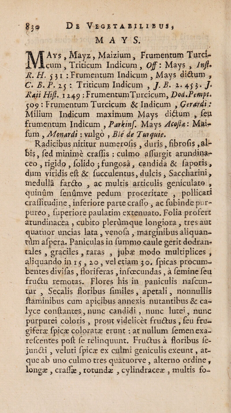 D £ VEGJTABILIBtlij M A Y S. MAys , Mayz, Maizium, Frumentum Tureis cum , Triticum Indicum , Off: Mays , Inft» B. H, 531 : Frumentum Indicum , Mays di£tum , C\ E> P. 25 : Triticum Indicum , J. B* 2.453./» JZaii Hift. 1249 : FrumentumTurcicum, Dod.Pempti 509 : Frumentum Turcicum &c Indicum , Geranii: Milium Indicum maximum Mays didtum , feu frumentum Indicum , Parkinf. Mays Acofia: Mah* fum , Afonardi: vulgo , Ble de Tuupuie. Radicibus nititur numerofis , duris, fibrofis ,al¬ bis , fed minime craffis : culmo aflurgit arundina¬ ceo , rigido , folido 3 fungosa, candida & faporis, dum viridis eft 3c faeculentus, dulcis > Saccharini, medulla fardto , ac multis articulis geniculato , quinum fenumve pedum proceritate 5 pollicari crafiitudiiie 3 inferiore parte craflo , ac fubinde pur¬ pureo , iuperiore paulatim extenuato. Folia profert arundinacea , cubito plerumque longiora, tres aut qua tuor uncias lata, venofa, marginibus aliquan¬ tum afpera. Paniculas in fummo caule gerit dodran¬ tales , graciles, raras , juba? modo multiplices * aliquando in 15,20, vel etiam 30, fpicas procum¬ bentes divifas, floriferas, infoecundas, a femine feu frudfcu remotas. Flores his in paniculis nafcun- tur , Secalis floribus fimiles, apetali, nonnullis flaminibus cum apicibus annexis nutantibus & ca¬ lyce conflantes, nunc candidi , nunc lutei 5 nunc purpurei coloris , prout videlicet frucAus , feu fru¬ gifera? fpic^ colorata erunt: at nullum femen exa- refeentes poft fe relinquunt. FrutAus a floribus fe- juncAi, veluti fpica? ex culmi geniculis exeunt, at¬ que ab uno culmo tres quamorve, alterno ordine i longa?, crafla?, rotunda , cyiindraceae , multis fo-