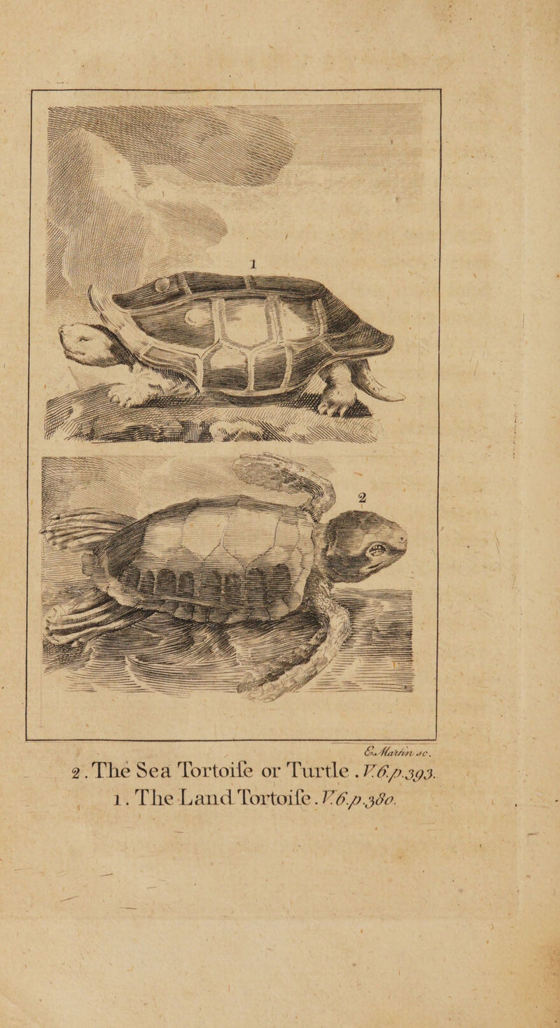 EMattin se é. VOp IDI ‘ he Sea Tortoile or Turtle ‘ ‘ ROC p 1. The Land Tortoife. 2. 300.