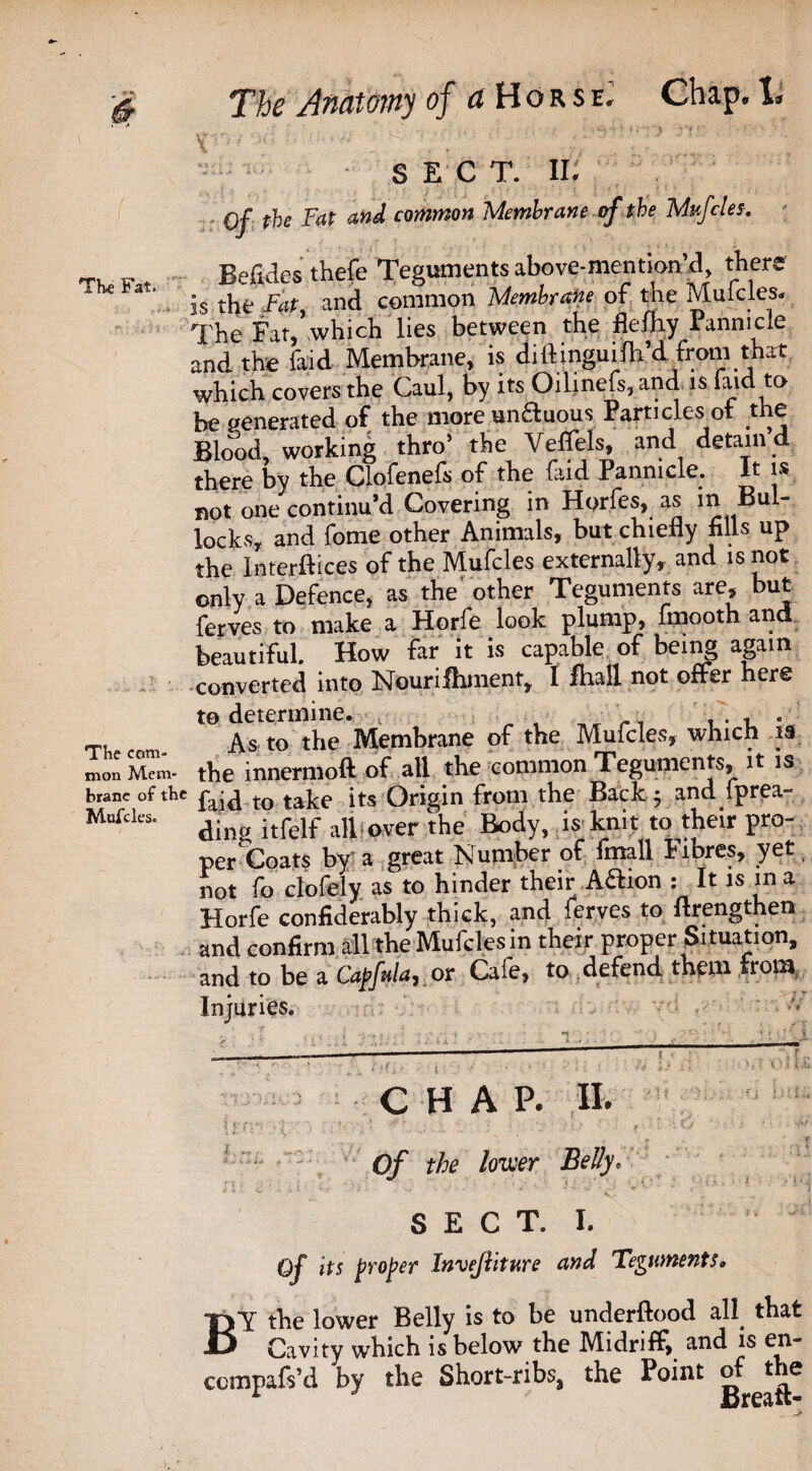 ^ The Anatomy of a Horse. A. SECT. IK Qf the Fat and common Membrane of the Mufcles. i <w „ F „ Befides thefe Teguments above-mention’d, then 3 is the Fat and common Membrane of the Mufcles. The fat,’which lies between the flefhy Panmcie and the laid Membrane, is di ft mguifh’d from that which covers the Caul, by its Oilinefs, and is laid to be generated of the more un&uous Particles of the Blood, working thro’ the Veffels, and detain’d there by the Clofenefs of the laid Panmcie. It is not one continu’d Covering in Horfes, as in Bul¬ locks, and fome other Animals, but chiefly fills up the Interfaces of the Mufcles externally, and is not only a Defence, as the other Teguments are, but ferves to make a Horfe look plump, fmooth and beautiful. How far it is capable of being again converted into Nourifhment, I fhatt not offer here to determine. , . , , . , . As to the Membrane of the Mufcles, which is mon Mem- the mnermoft of all the common Teguments, it is brane of the faid to take its Origin from the Back y amUprea- Muf ding itfelf all over the Body, is knit to their pro- per Coats by a great Number of fmall Fibres, yet not fo clofely as to hinder their A&ion : It is in a Horfe confiderably thick, and ferves to ftrengthen and confirm all the Mufcles in their proper Situation, and to be a Capfula^ or Cale, to defend them from Injuries. ?c I r r• X . r-y .-v i i lj, - • - ' CHAP. II. 4 -* ' .. ...... i  f Of the lower Belly. S E C T. I. ! qJ its proper Invefiiture and Teguments. BY the lower Belly is to be underftood all that Onvitv which is below the Midriff, and is en- —- Cavity which is below the Midriff, and is en- ccmpafs’d by the Short-ribs, the Point of Jthe